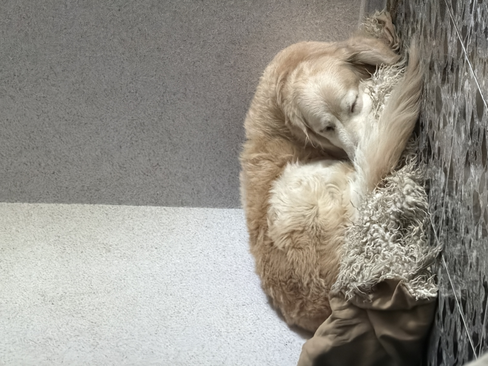 Golden retriever sleeps peacefully on blanket in Tbilisi home