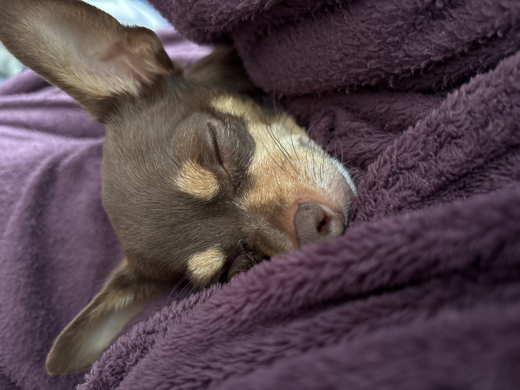 Chihuahua naps under purple blanket in Puebla, Mexico
