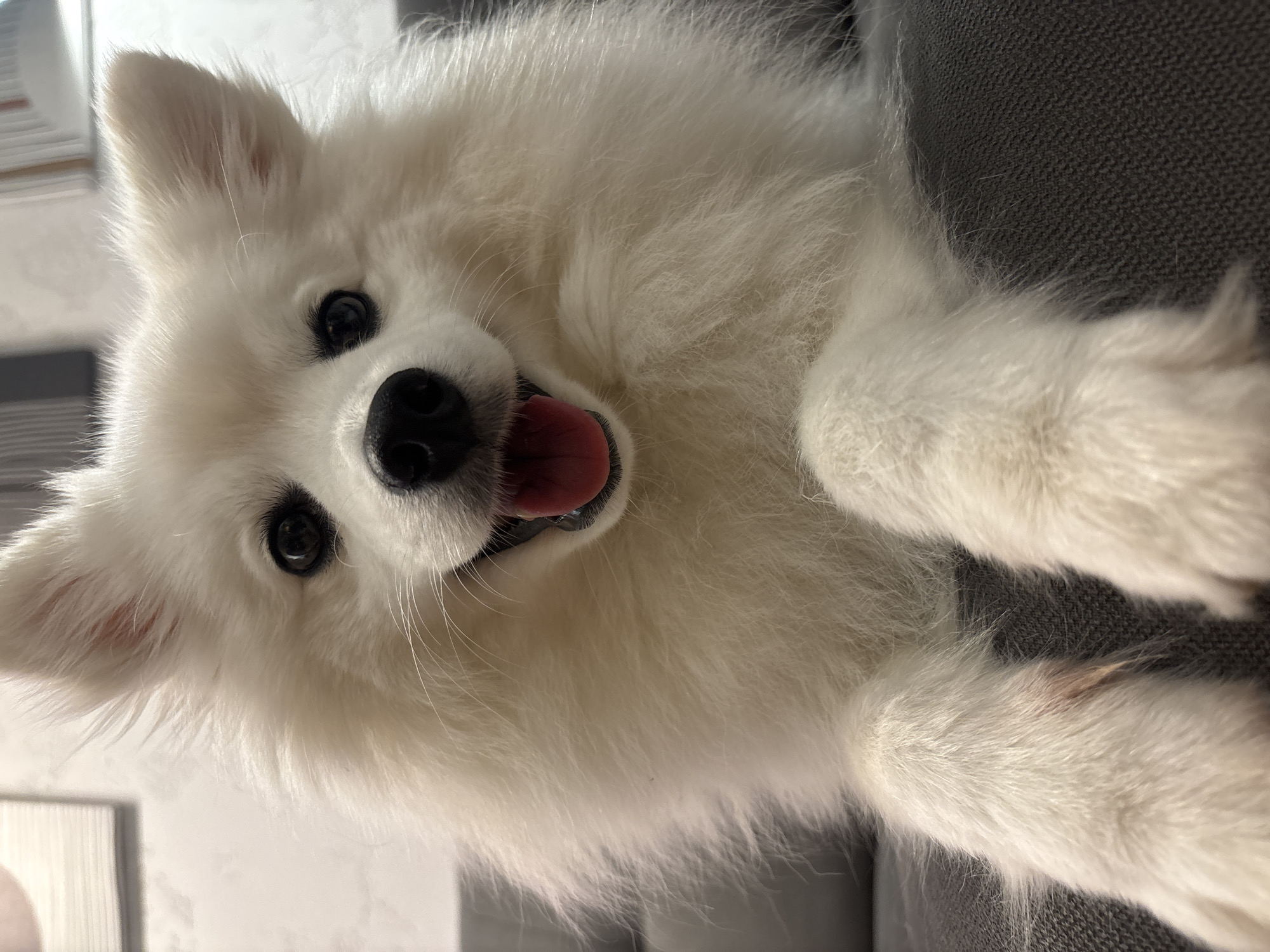 Fluffy white dog chilling on a grey couch in Berezovka