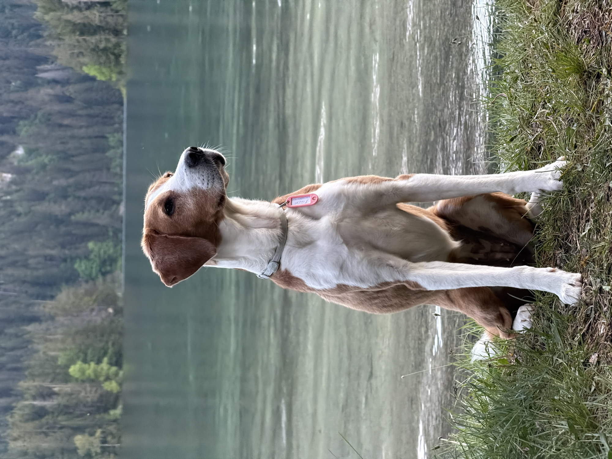 Dog sits by mountain lake in Pitomine, Montenegro