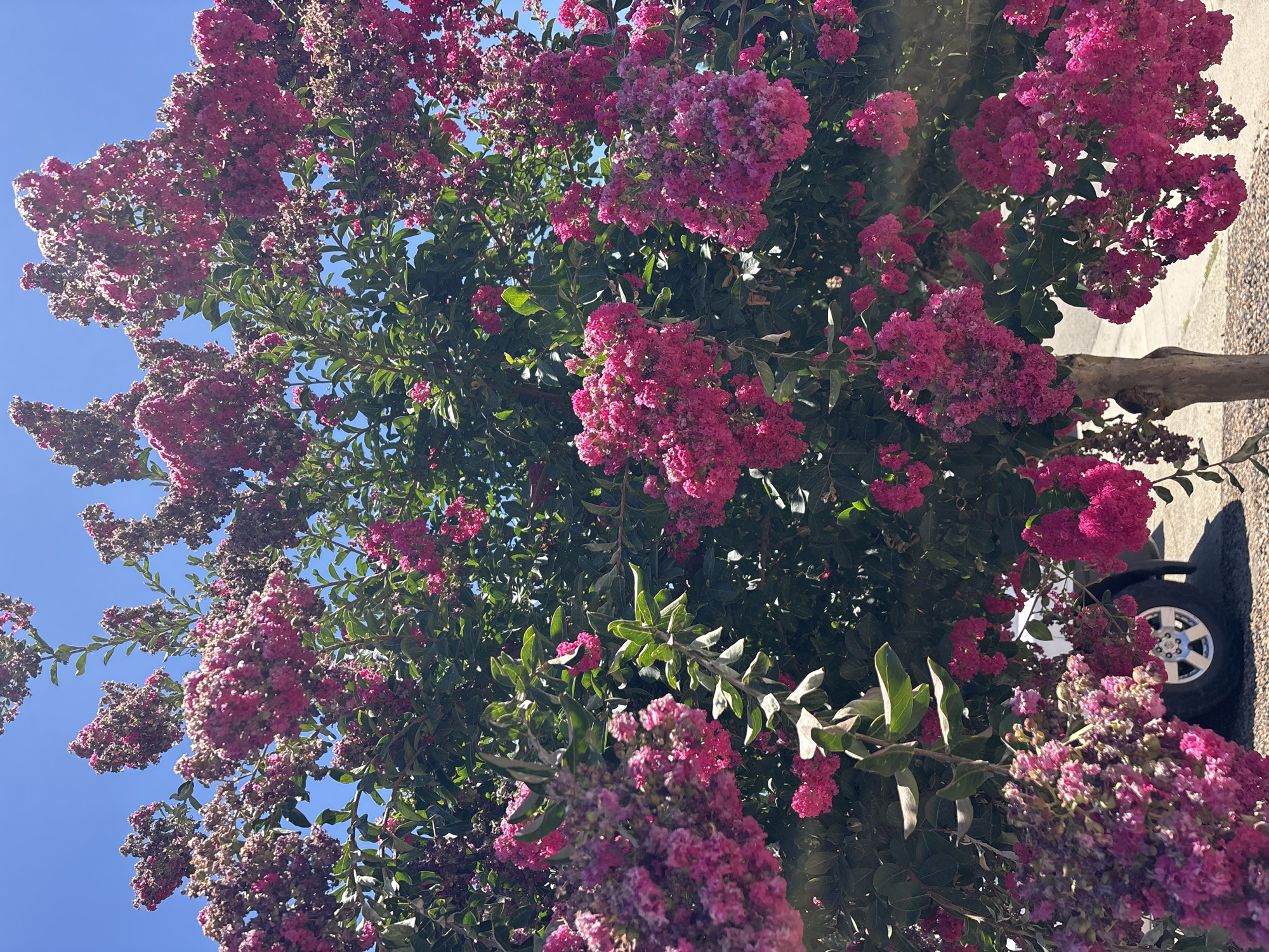 Pink crape myrtle in full bloom at a Folsom residence