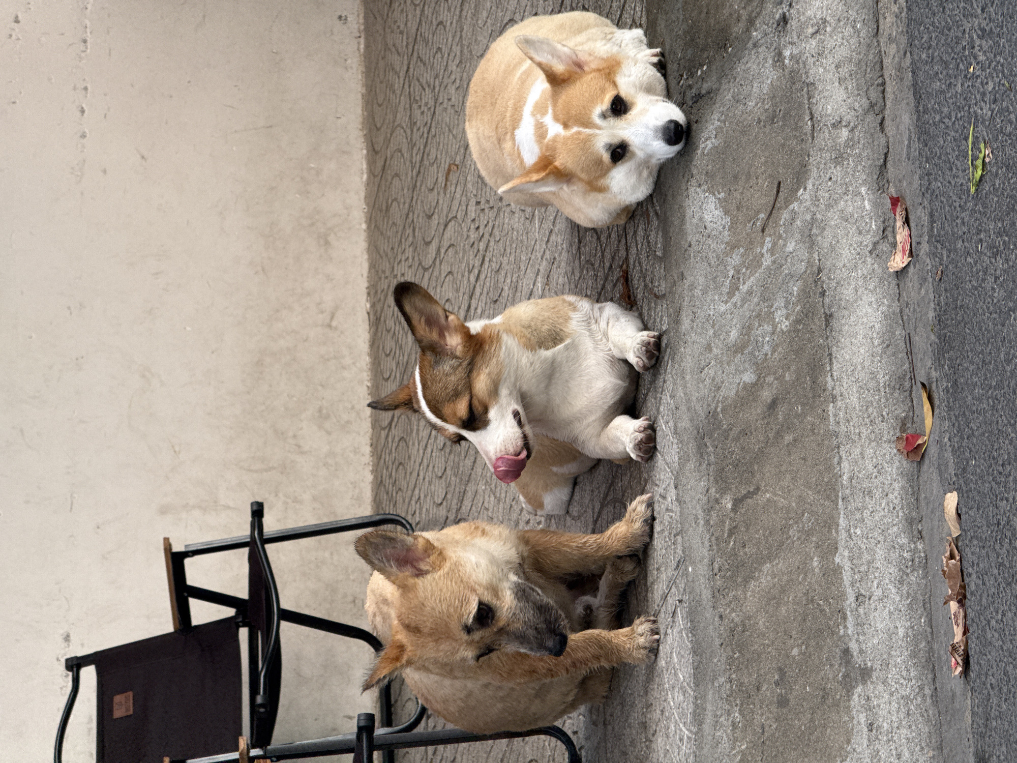 Three dogs chilling at a beachside spot in Đà Nẵng