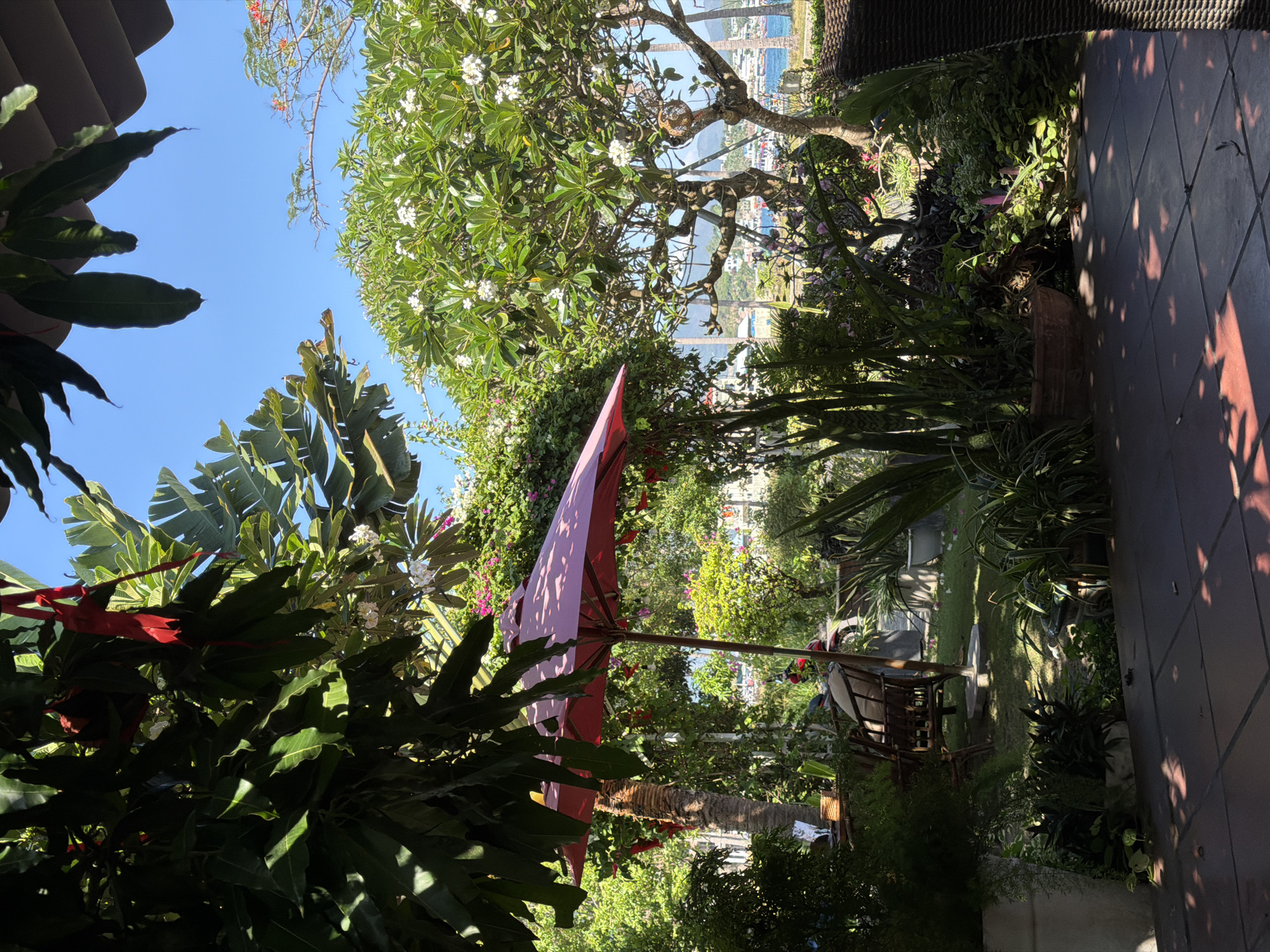 Tropical garden captured in Nam Nha Trang Ward, Vietnam