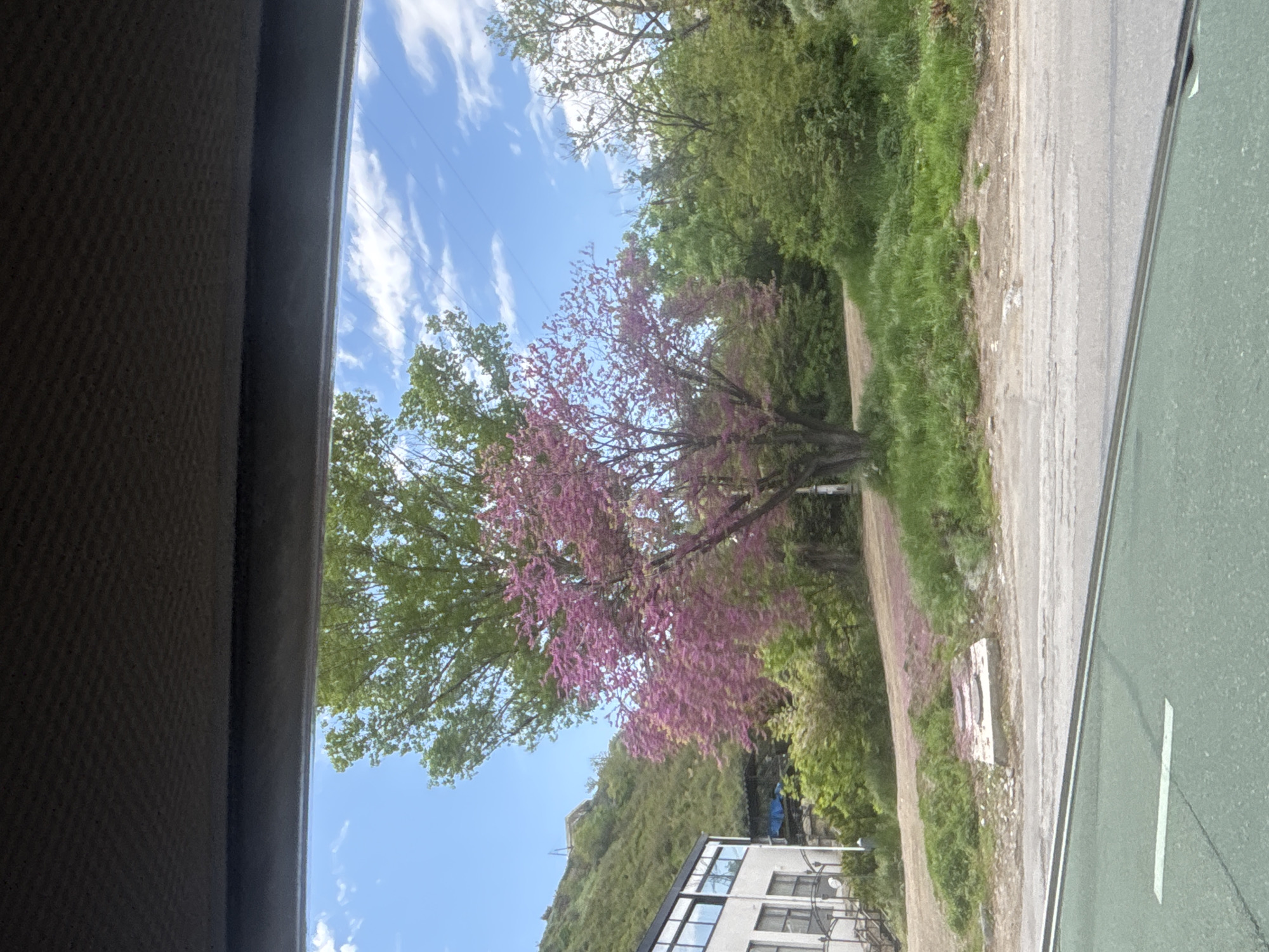 Purple flowering tree spotted from vehicle in Tbilisi