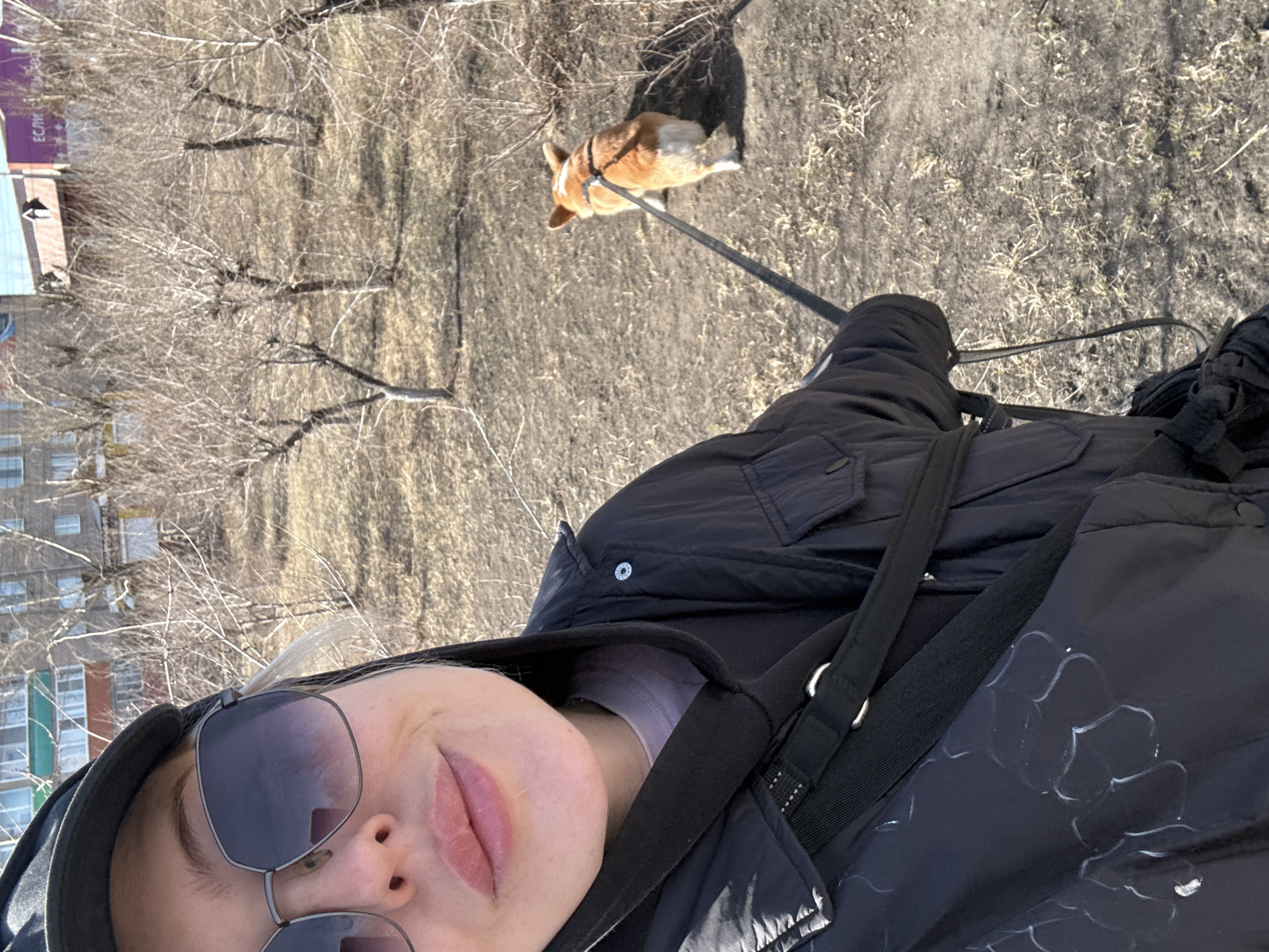 Person walks Corgi dog on sunny day in Borzya