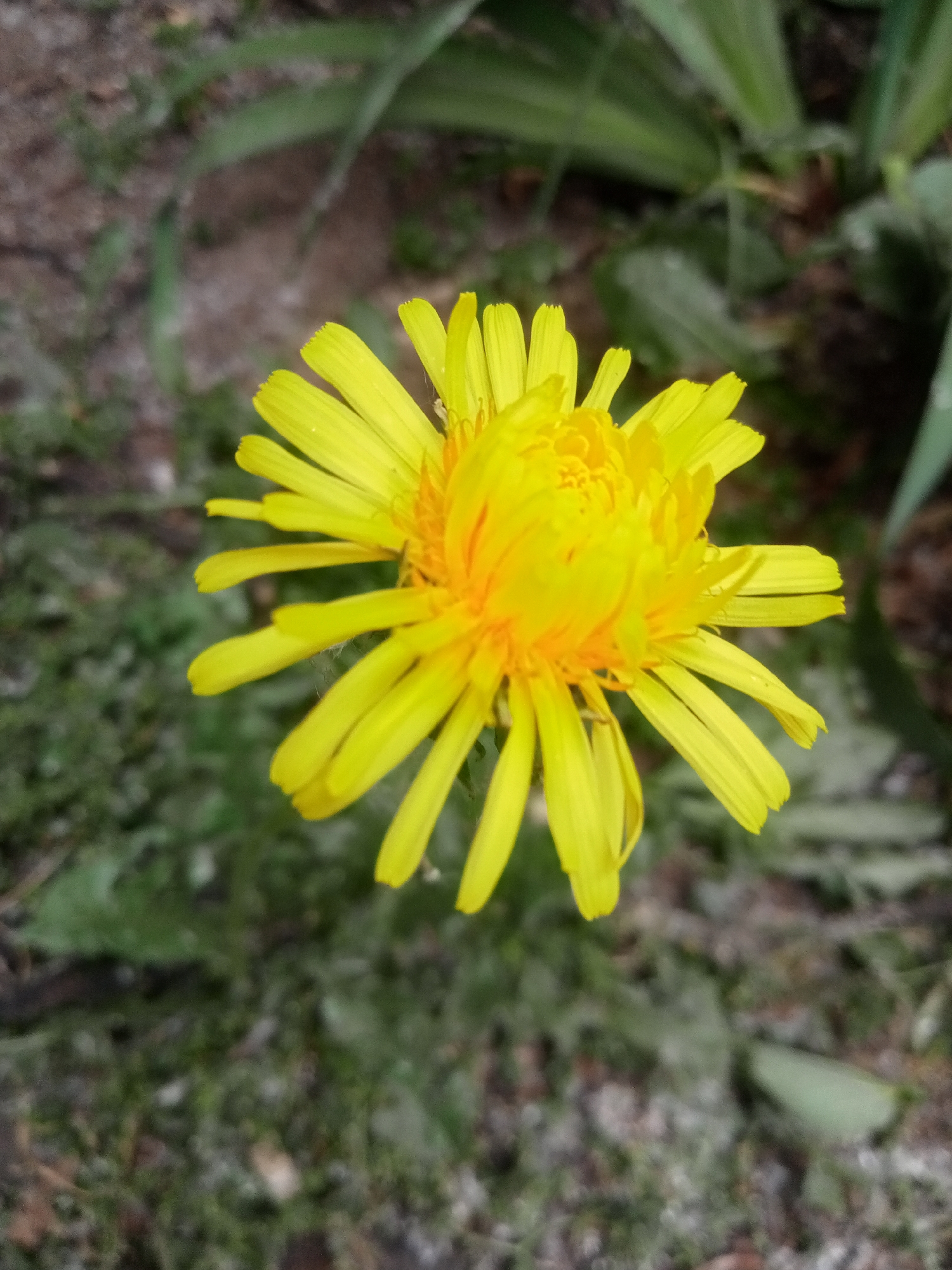 Garden flowers documented in seven-minute botanical survey session
