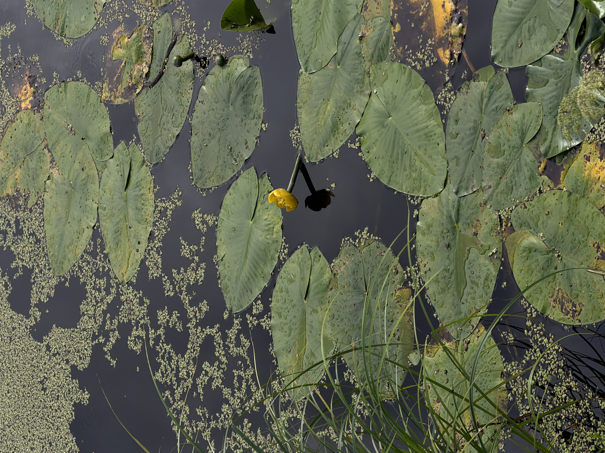 Duckweed-covered pond and summer greenery in a St. Petersburg park