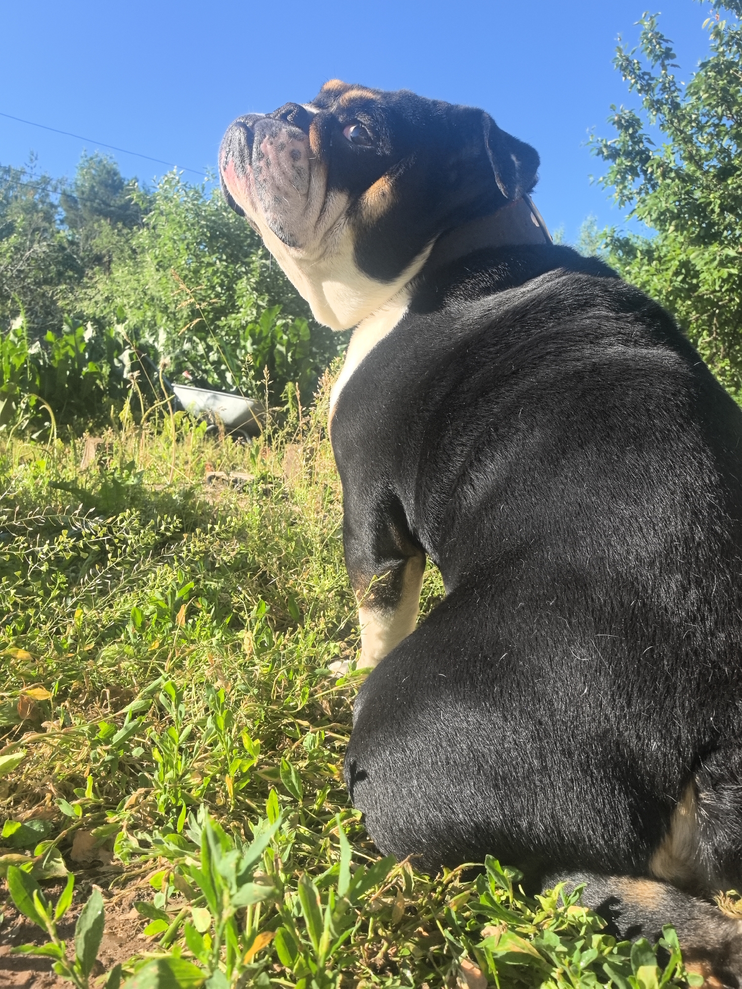 Bulldog in a summer garden and a disco ball in Noviy