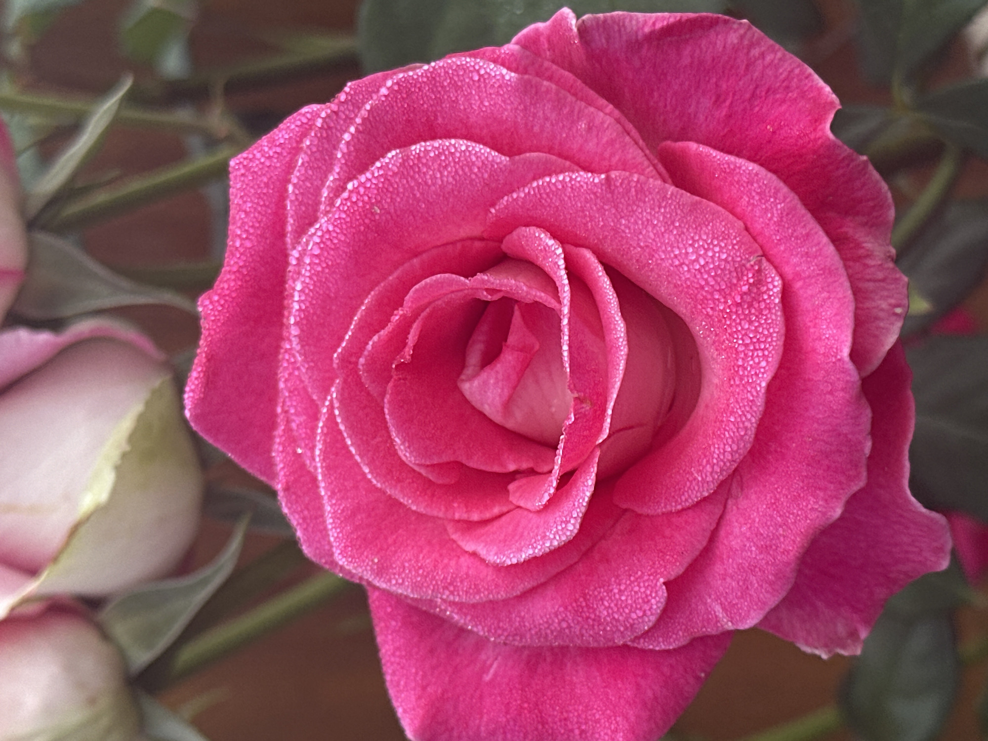 Dew-covered roses and morning skies in Zvenyhorodka