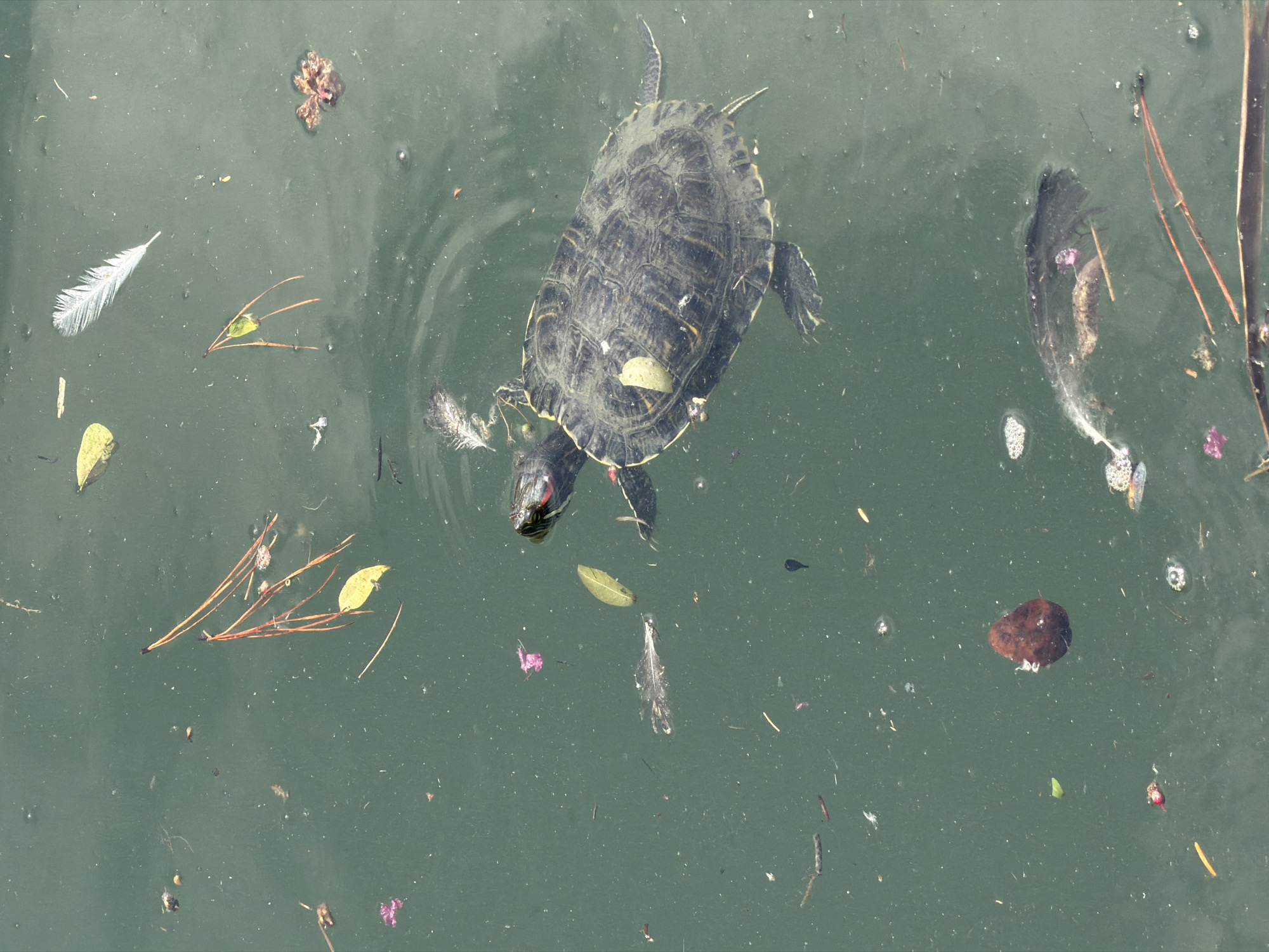 Black swans and wildlife at a Sochi park pond