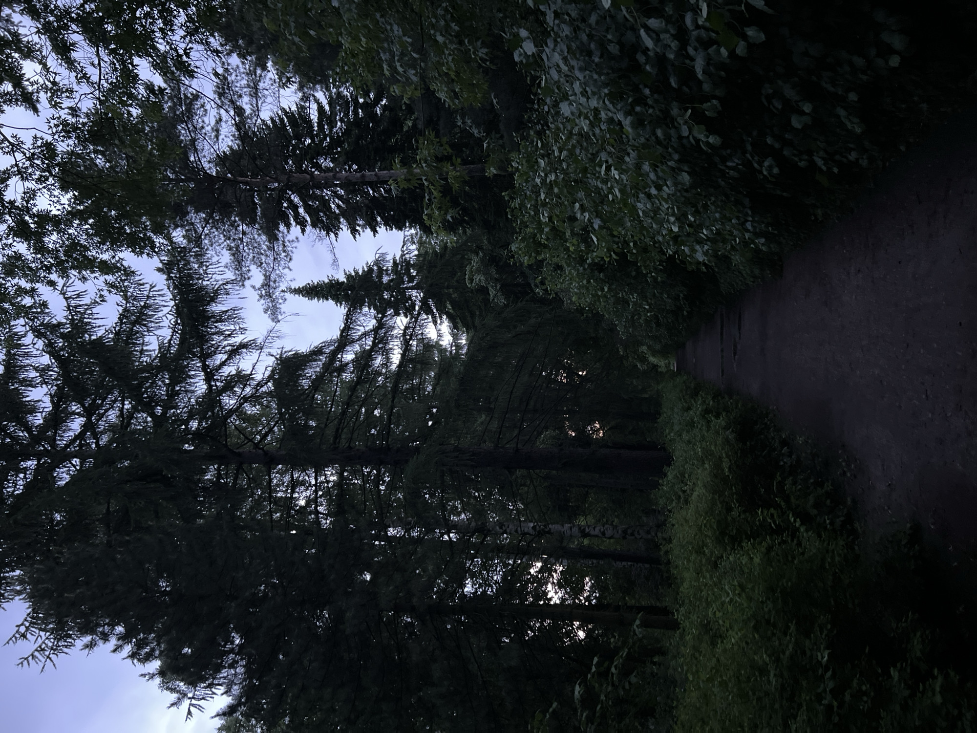 Evening forest walk captured on Saint Petersburg trail
