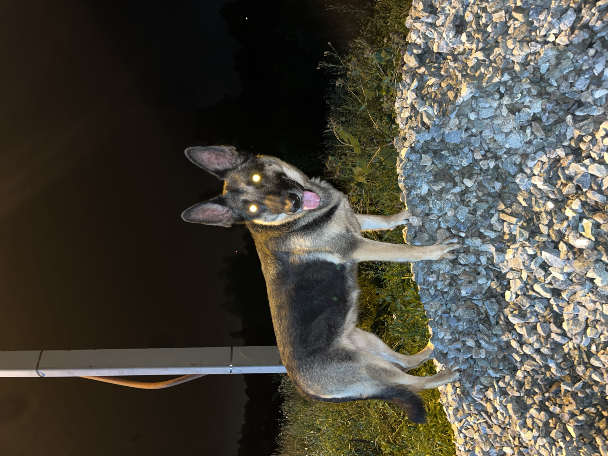 Dogs hanging around a Nizhny Tagil property after dark