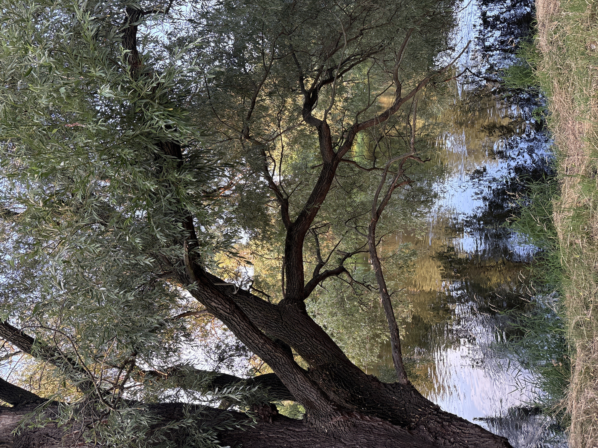 Ducks, dogs, and a riverside park on a summer afternoon