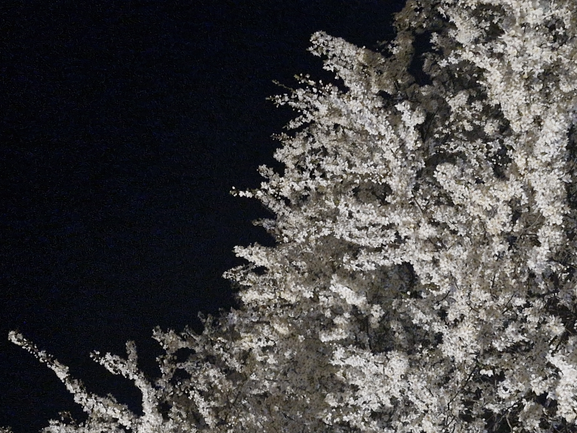 Blooming tree captured against night sky in Sofia