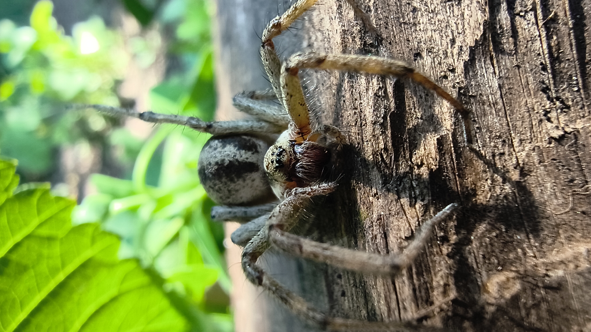 Patterned spider resting on worn wood in Mikhaylovka