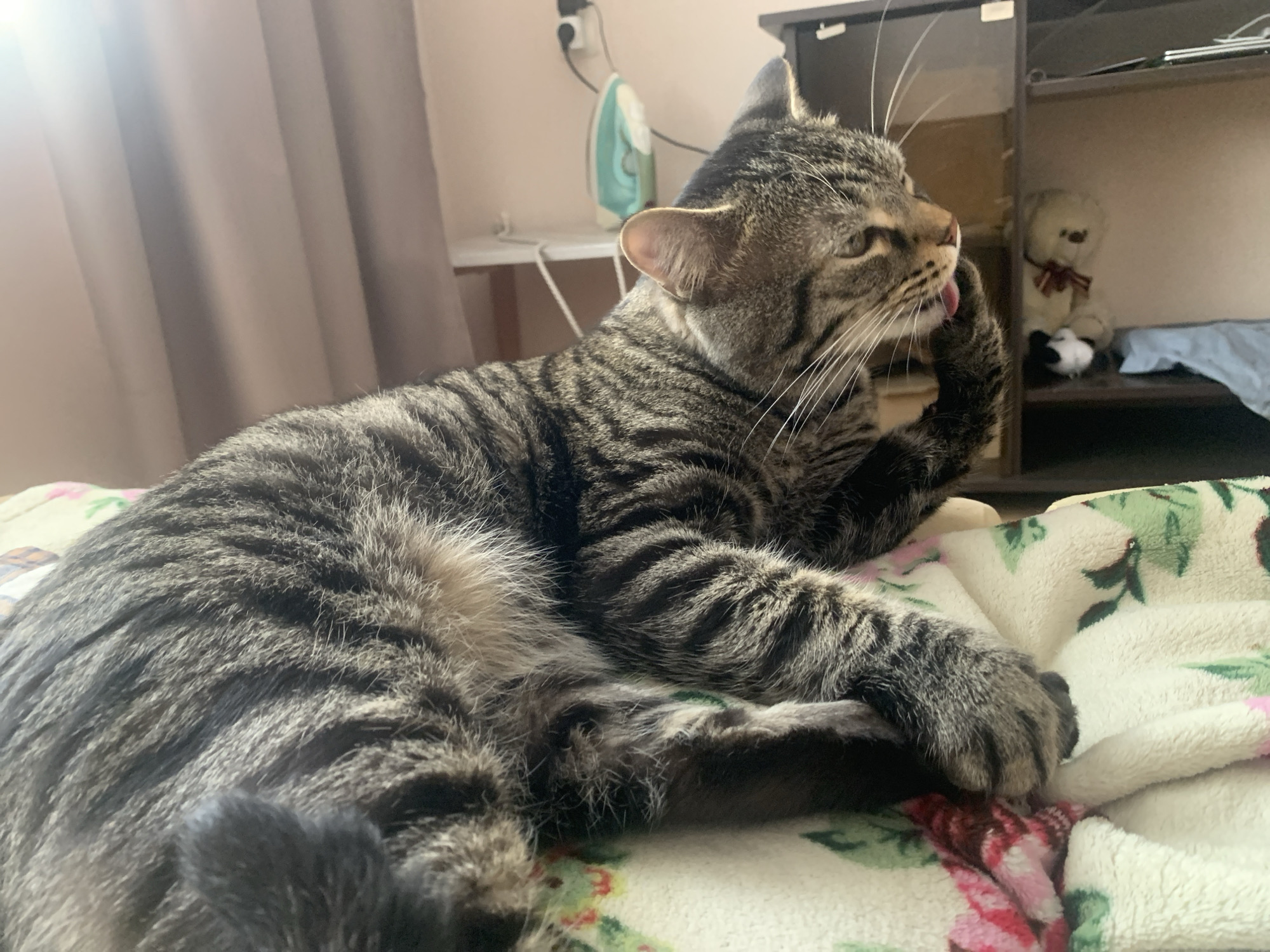 Tabby cat photographed resting indoors in Stavropol, Russia