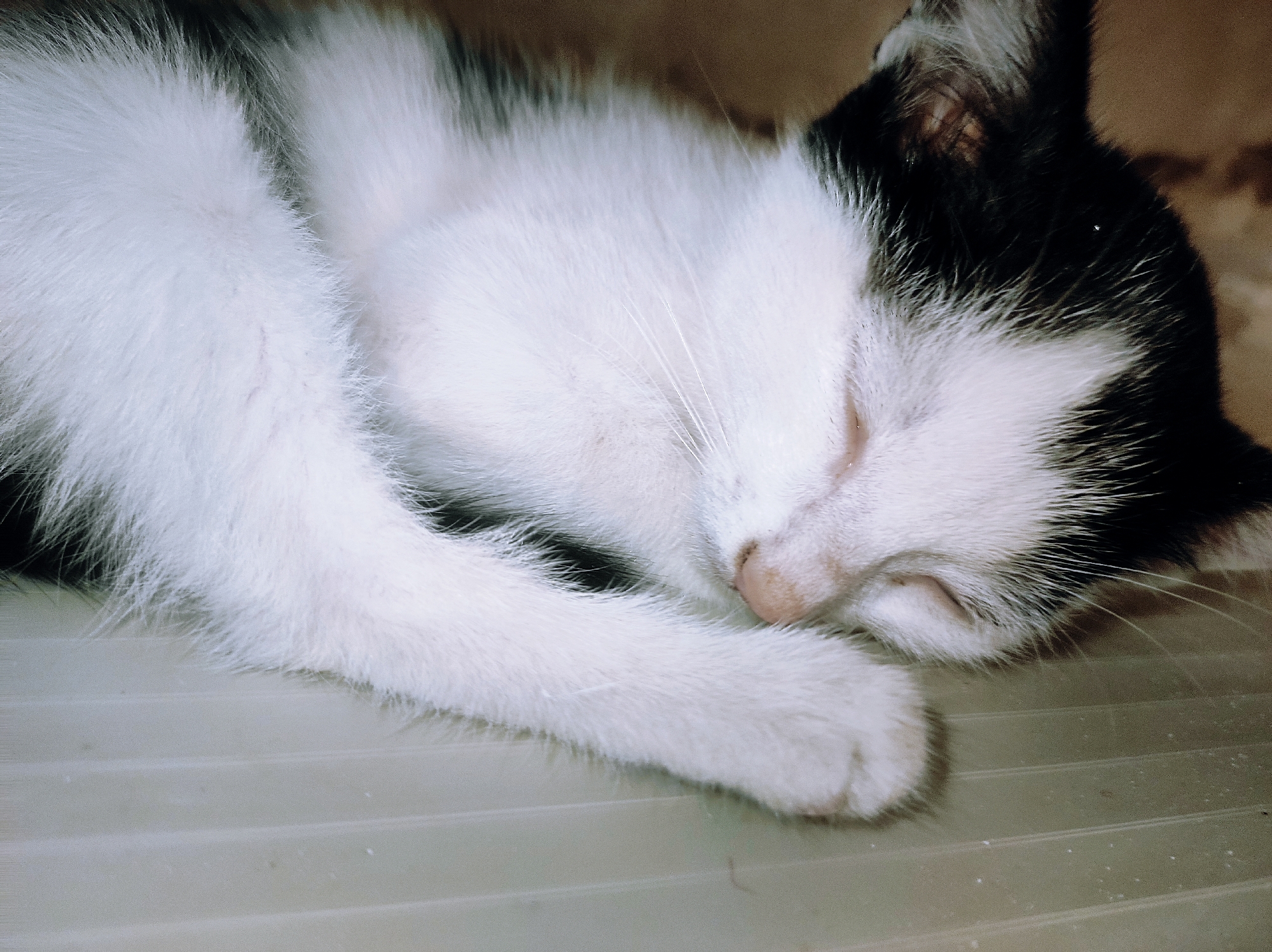Sleeping kitten photographed in Jos, Nigeria