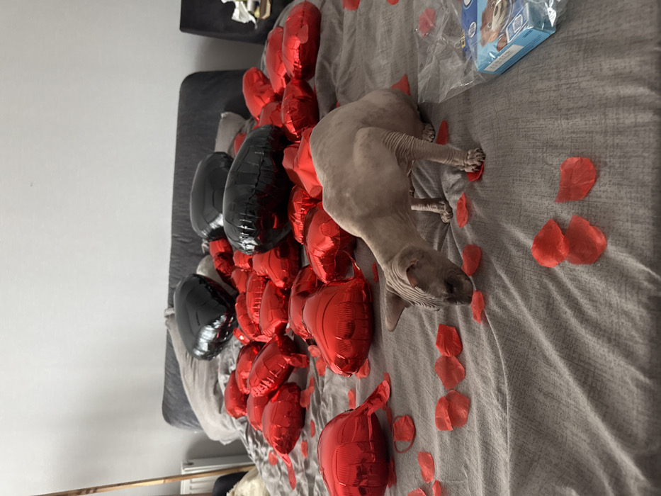 Sphynx cat photographed with Valentine decorations in Tbilisi bedroom
