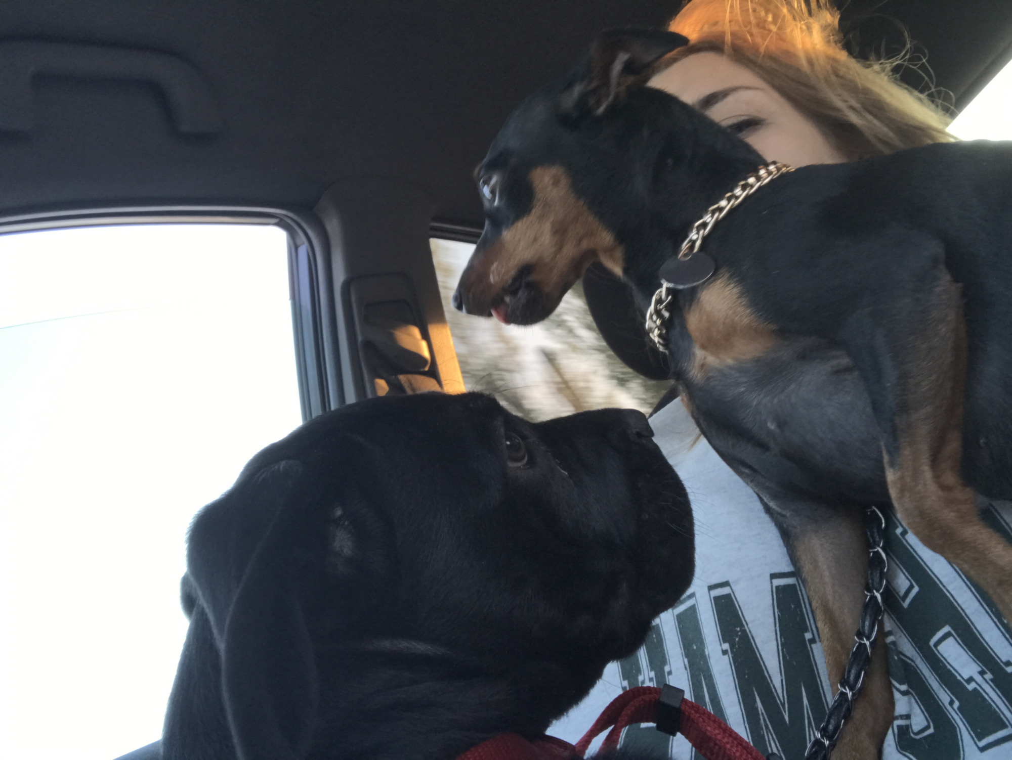 Woman travels with two dogs in Kharkiv vehicle