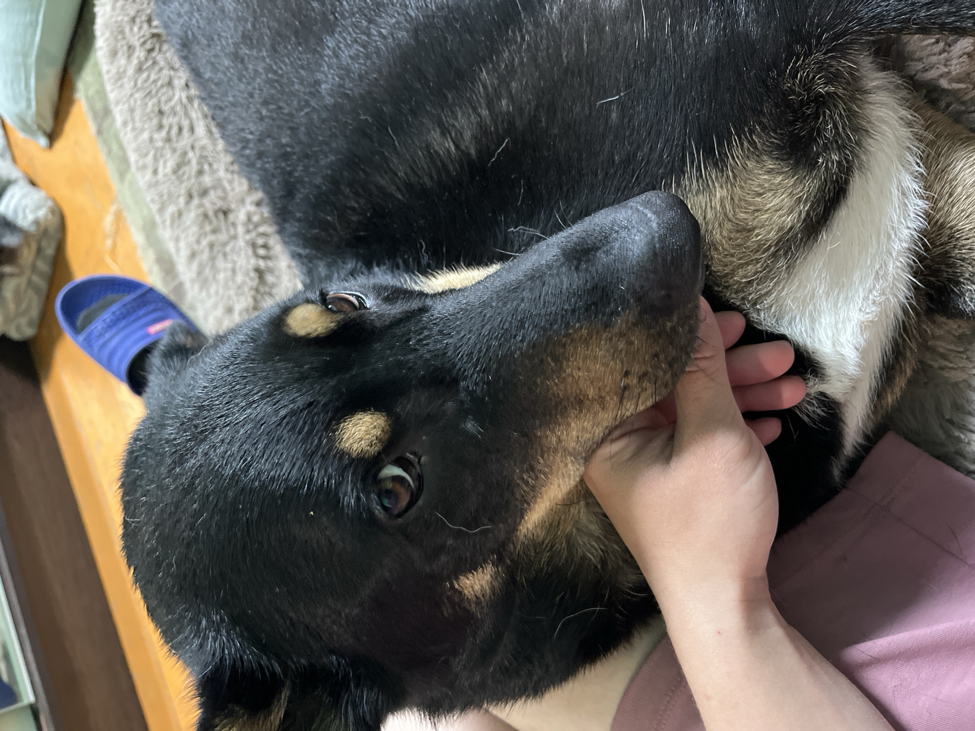 Dog receives affection from owner in Nizhny Tagil home