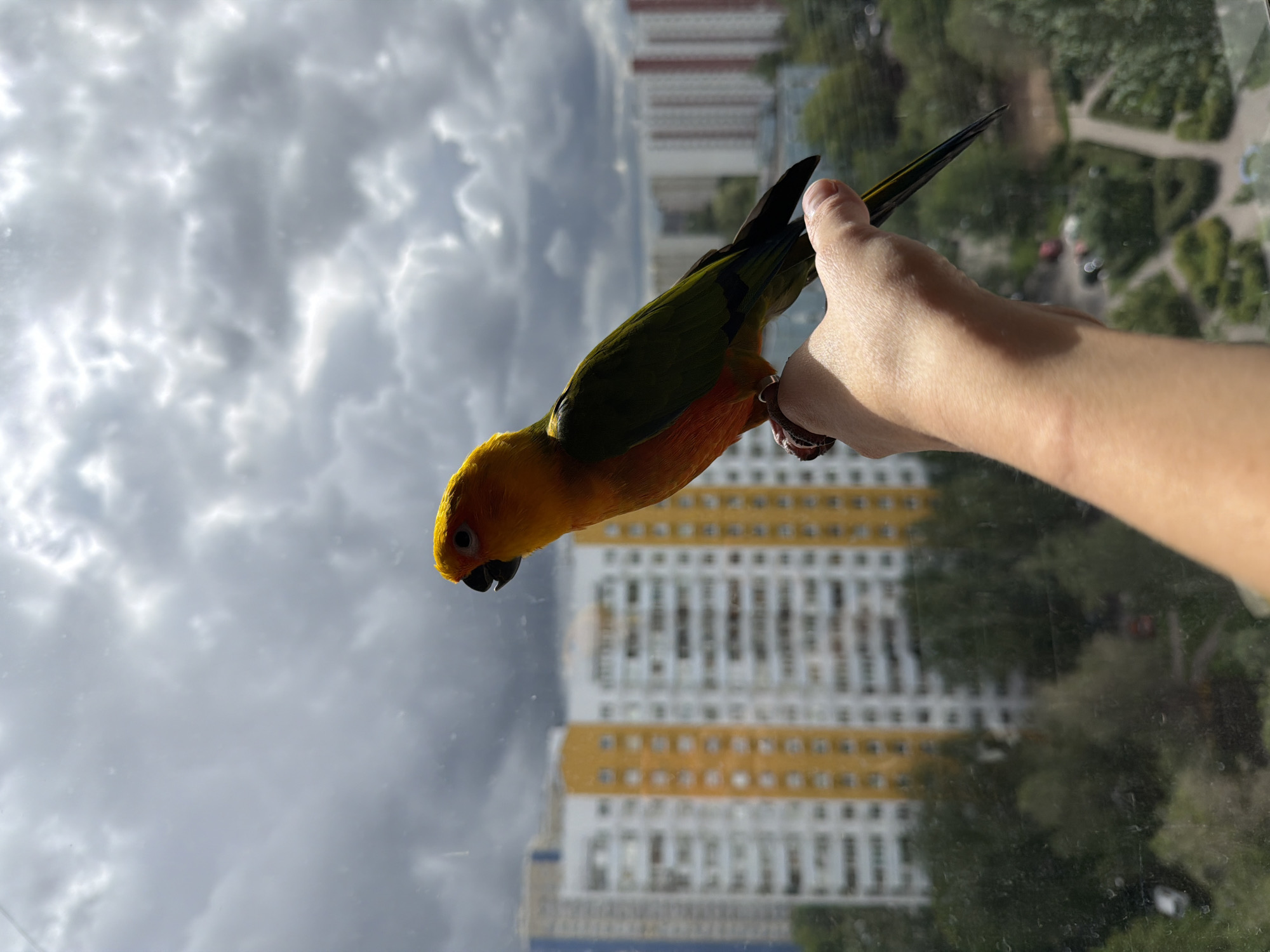 Colorful Sun Conure parrot spotted in Khimki home