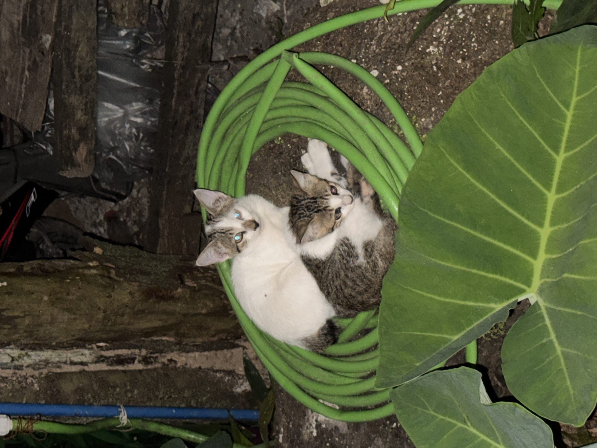 Two kittens rest inside garden hose coils in Philippines