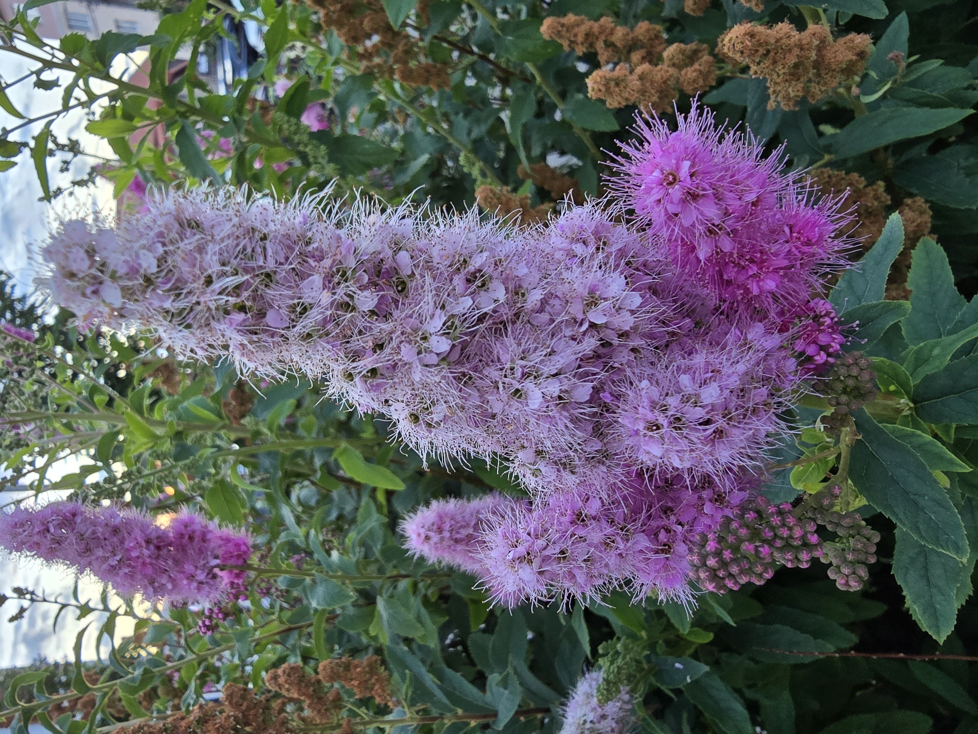 Flower displays and evening scenes across Vyshneve, Ukraine