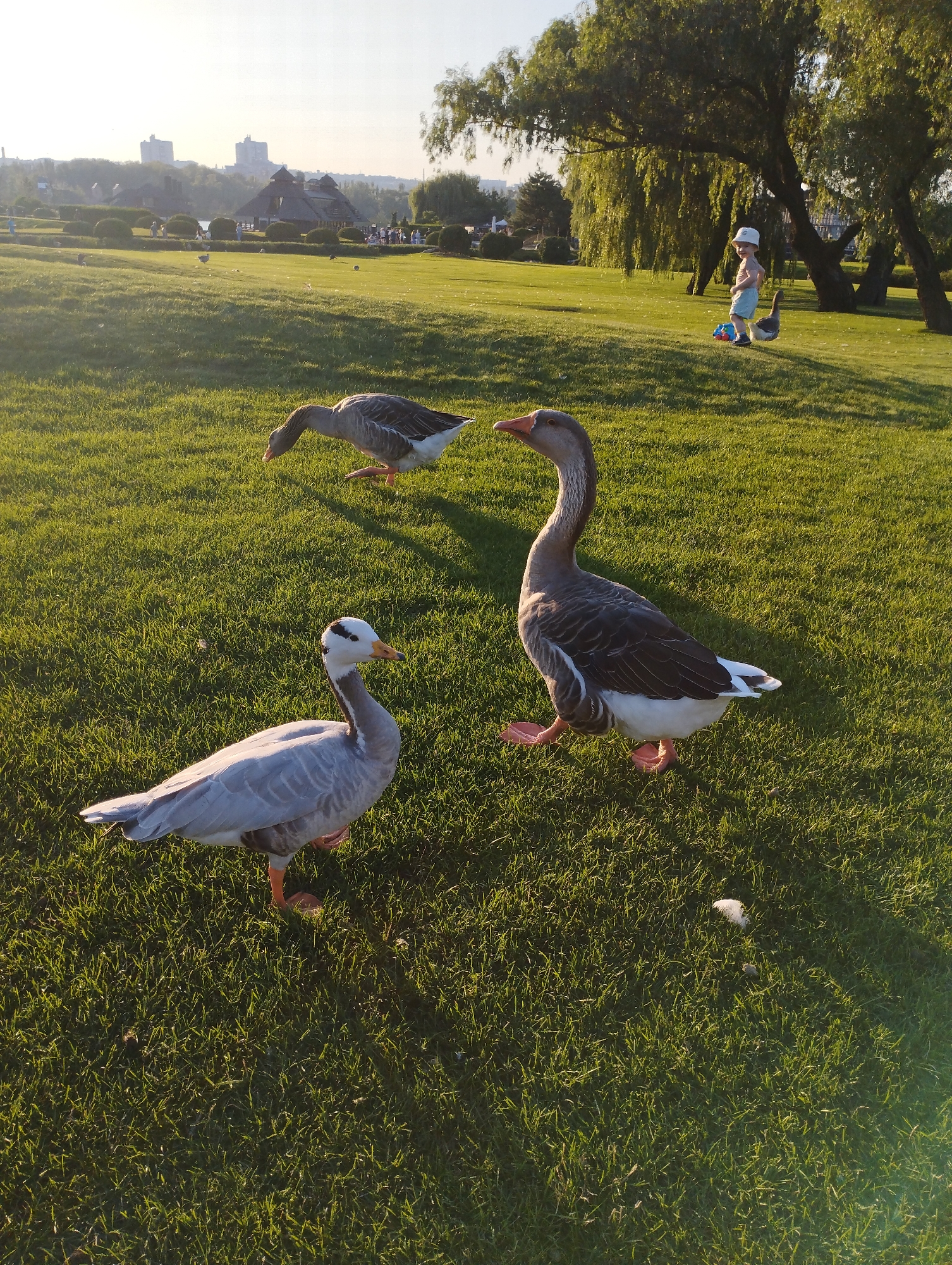 Golden hour in a park full of geese, swans, and lily ponds