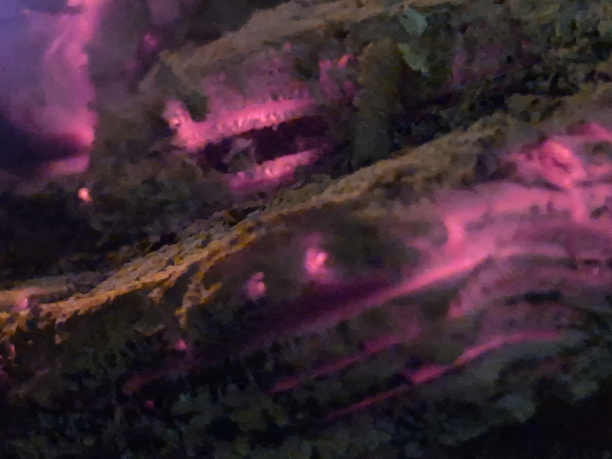 Natural texture glowing under pink and purple light in Estonia