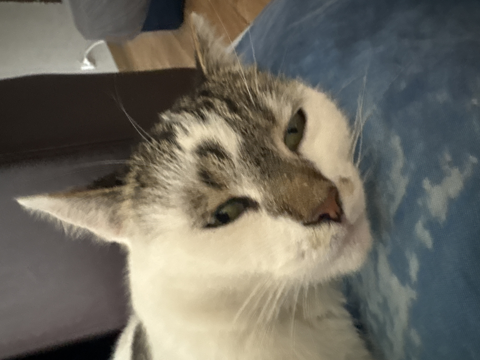 White and grey tabby cat resting on a blue blanket indoors