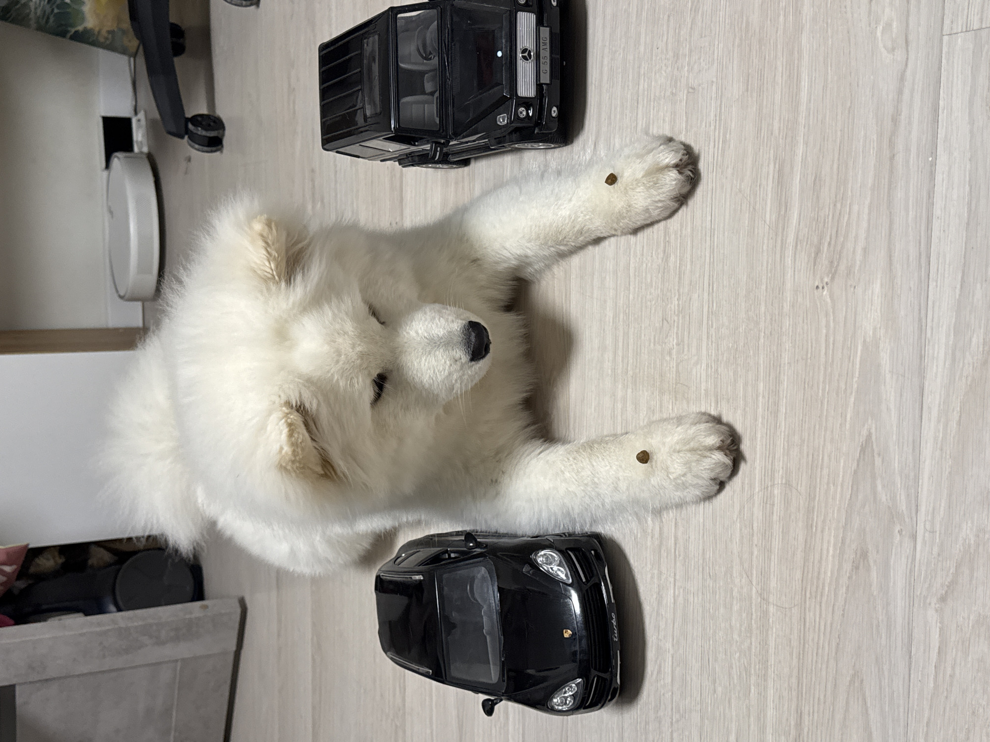 Woman and Samoyed puppy share playful moments in Chaikovsky