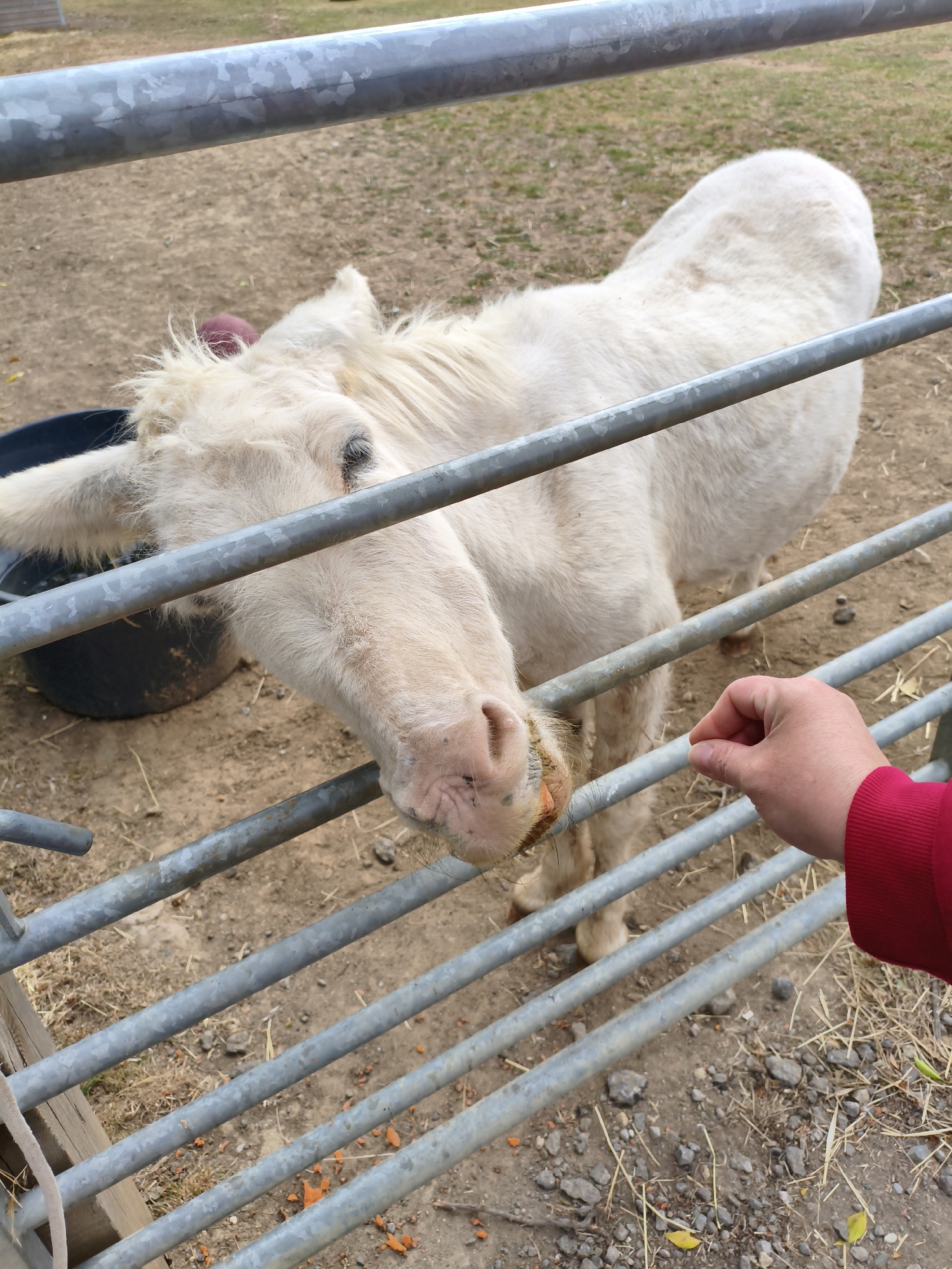 Donkeys and a miniature horse at a rural East Lindsey enclosure