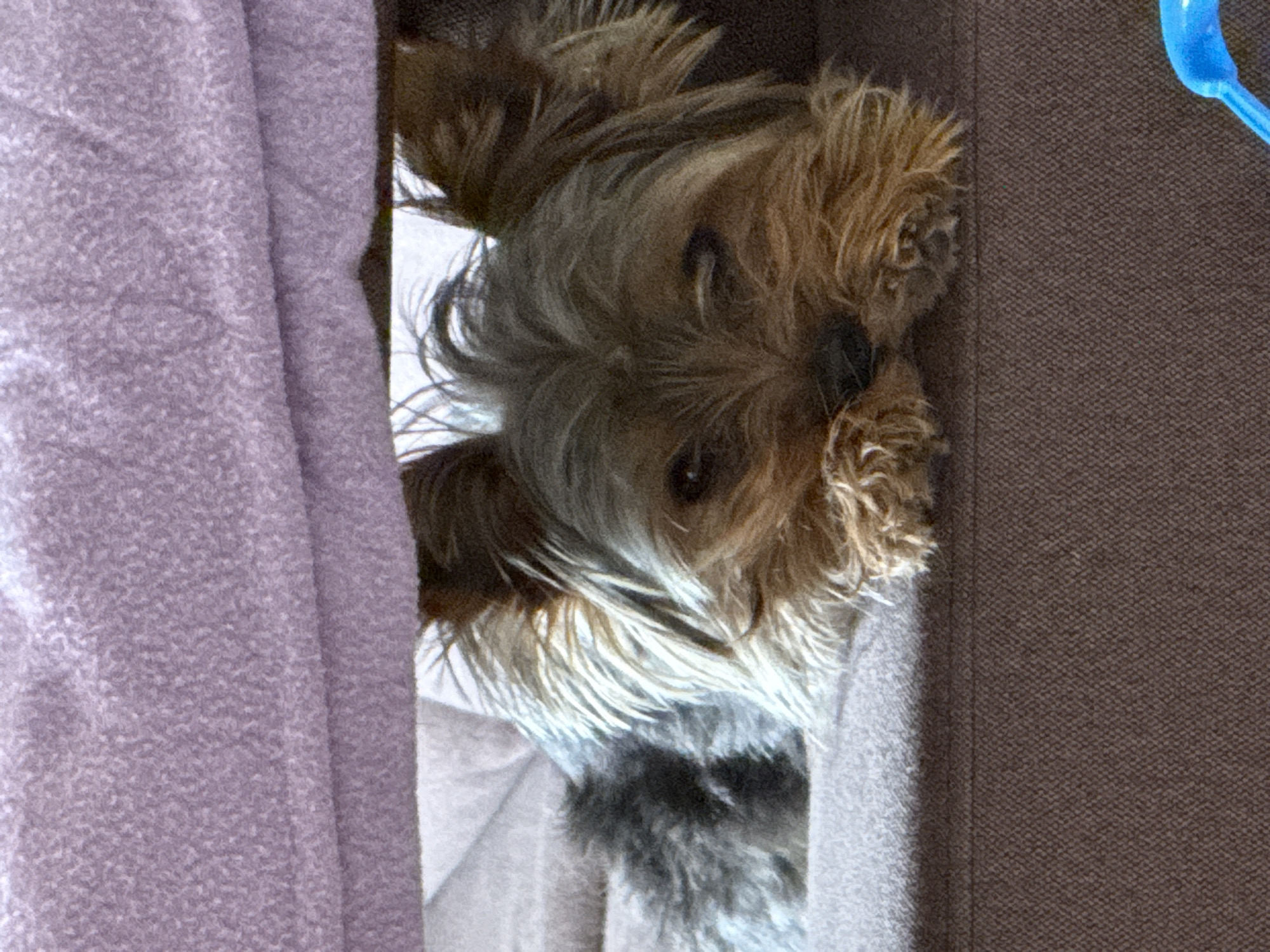 Morning routine with pet dog and academic work in Varna