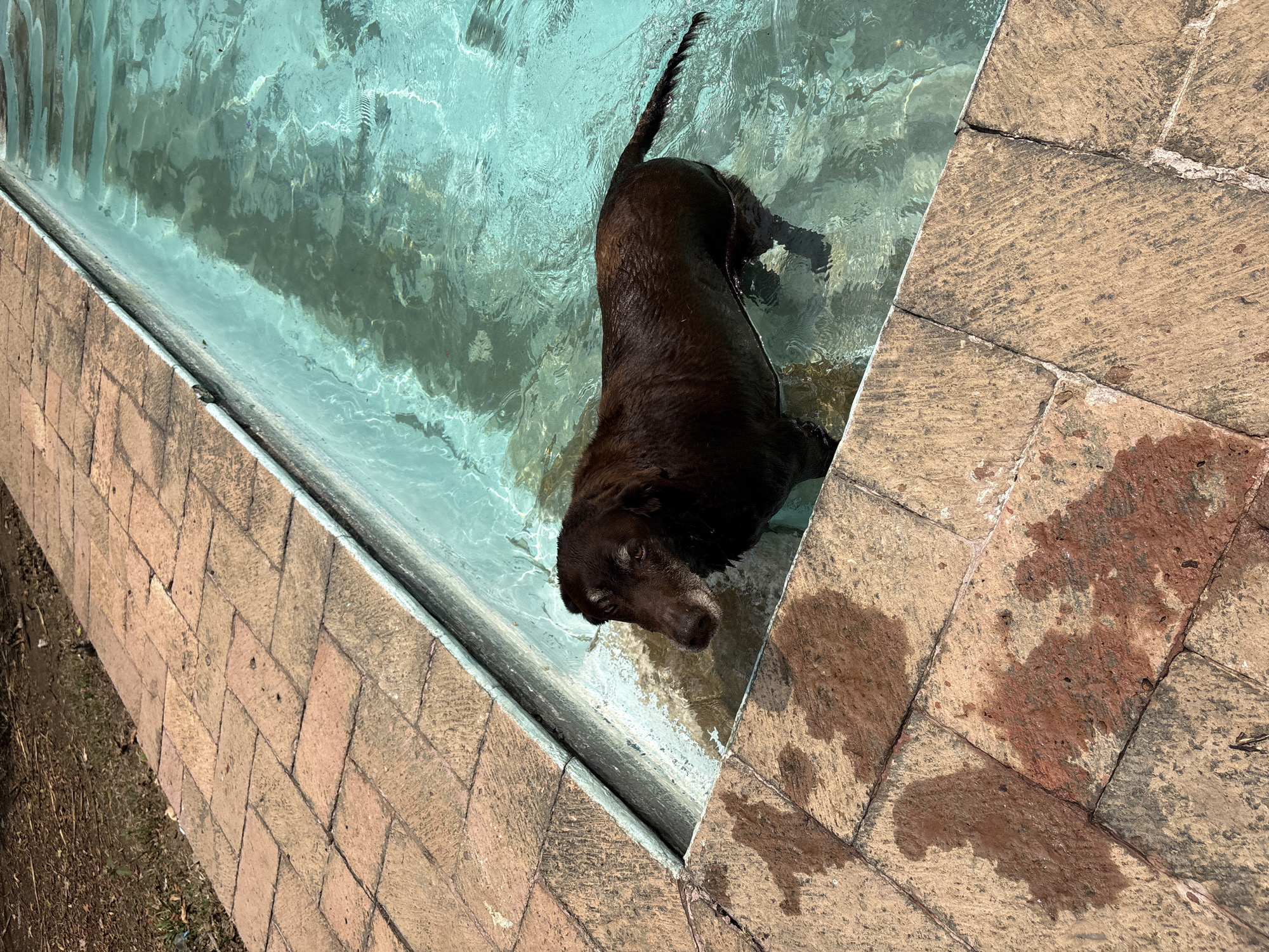 Brown Labrador enjoys pool time in Cuernavaca backyard