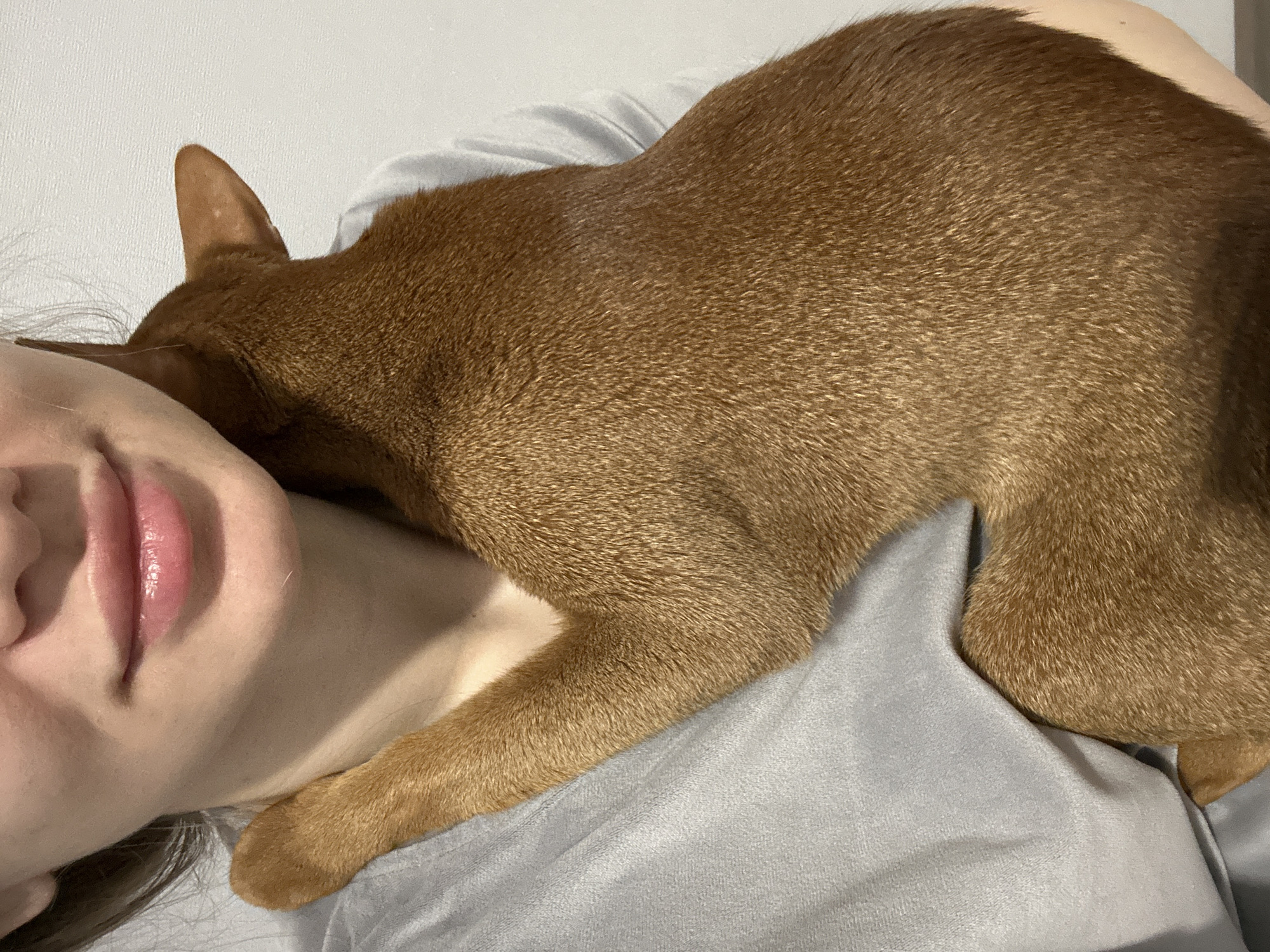 Woman spends quiet morning with Abyssinian cat in Kazan