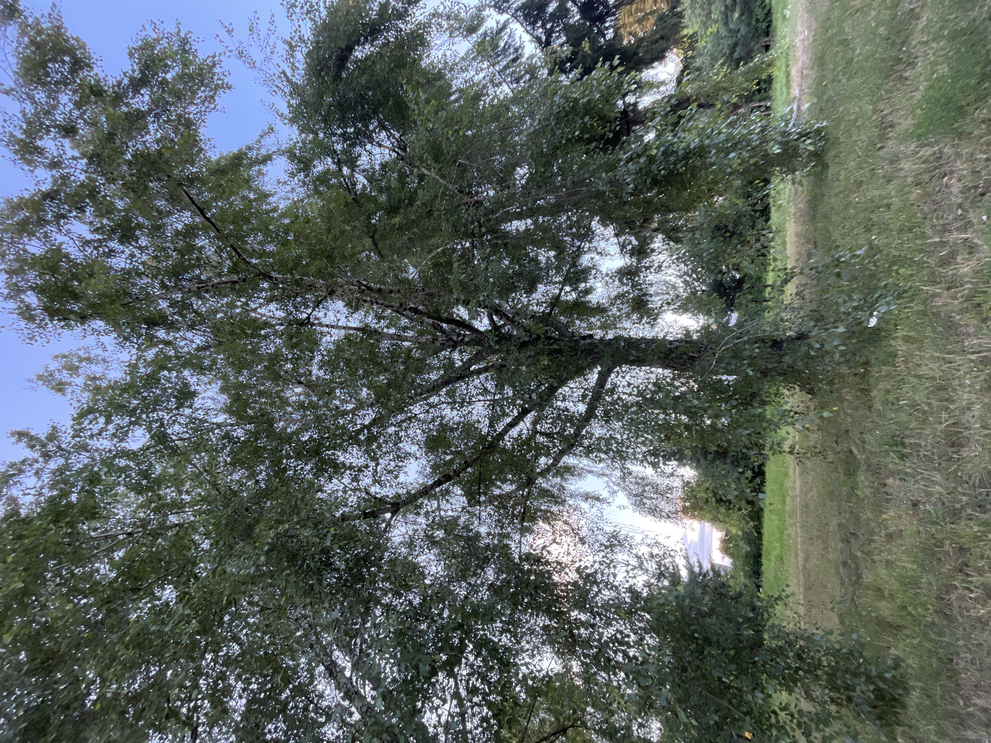 Summer afternoon in a Kyiv park, birches and spruces.