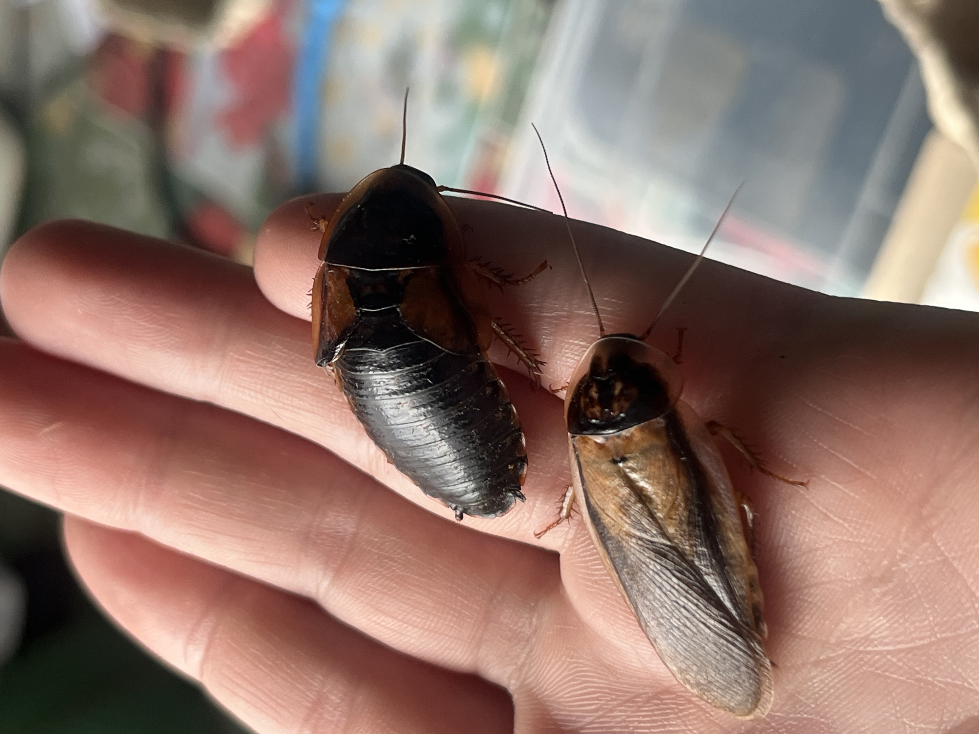 Pets and insects documented in Russian home settings
