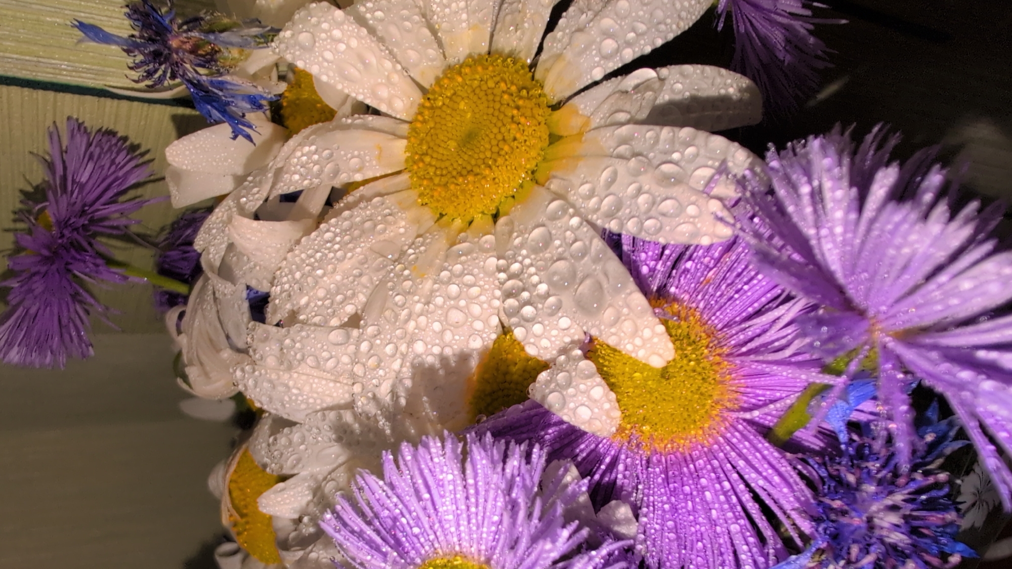 Close-up details of a dewy daisy and aster bouquet