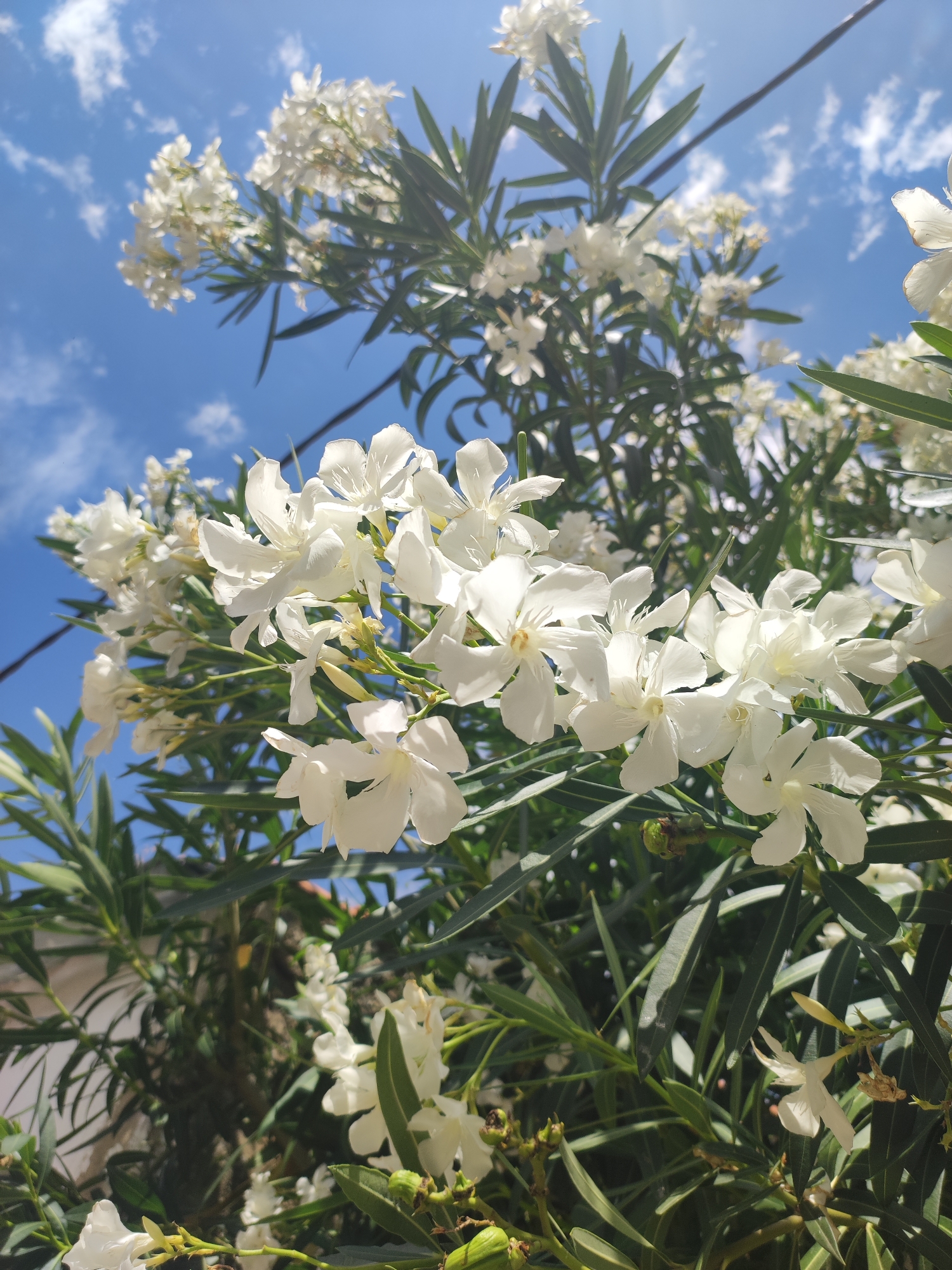 Sobradillo's stone towers, stork nests, and summer flowers