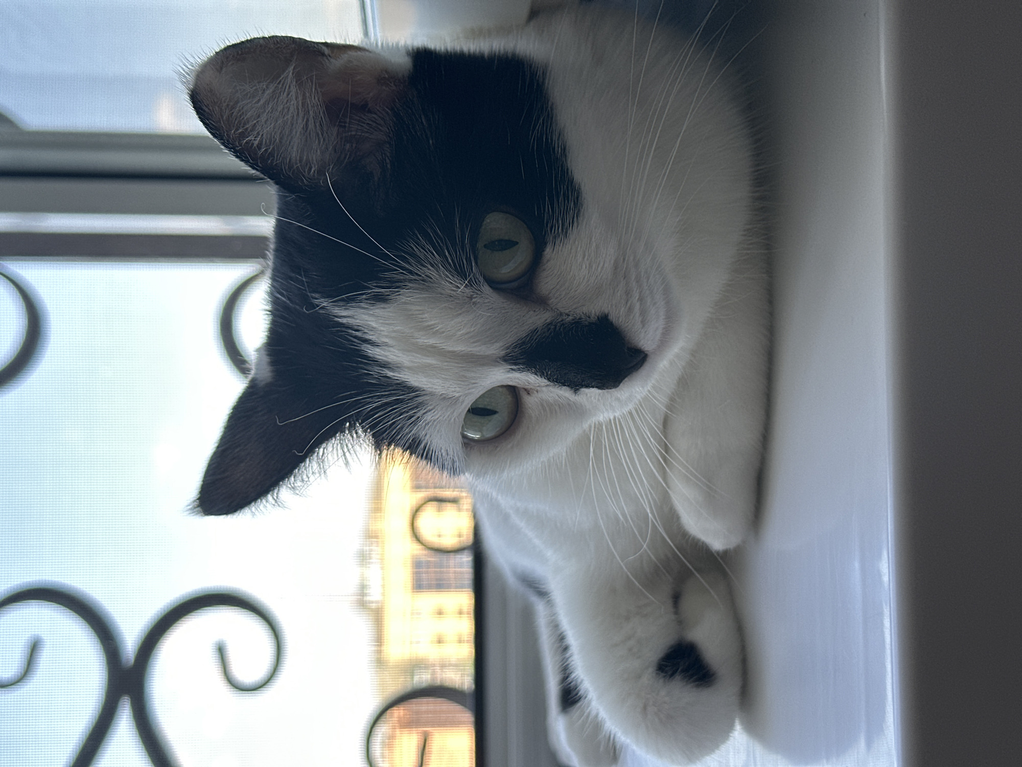 Black and white cat lounging on a windowsill in Kokshetau