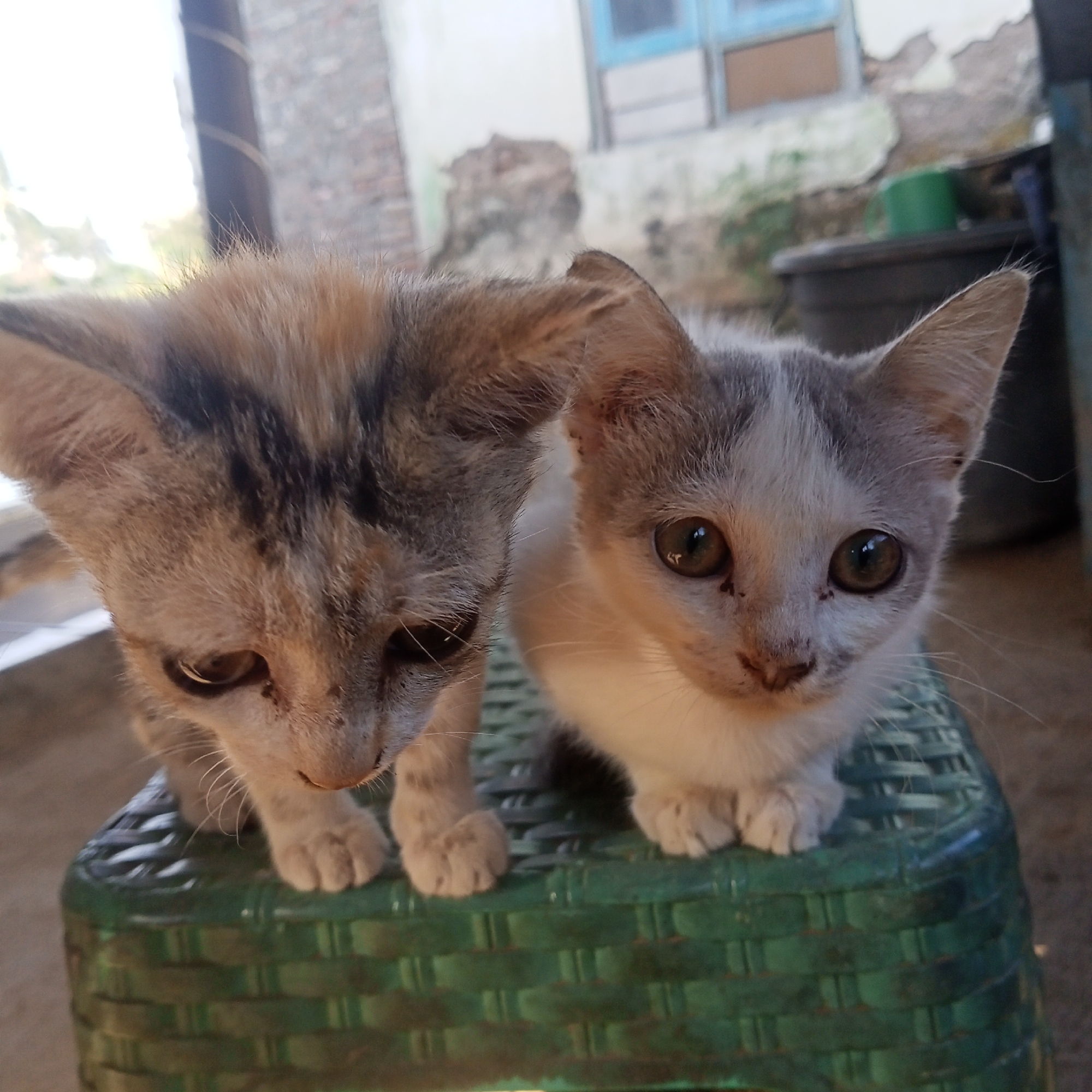 Ketowan, Indonesia