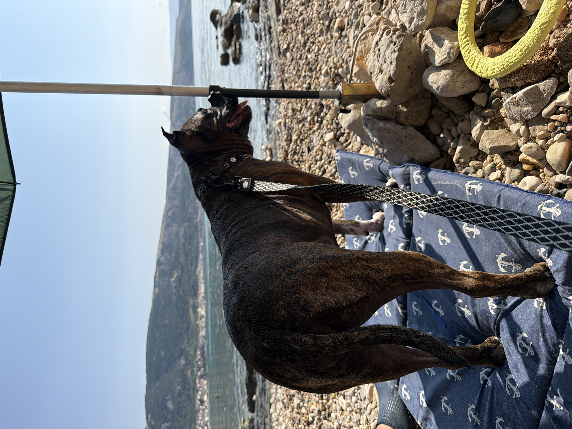 Dogs hit the rocky shores of Baška on a sunny morning