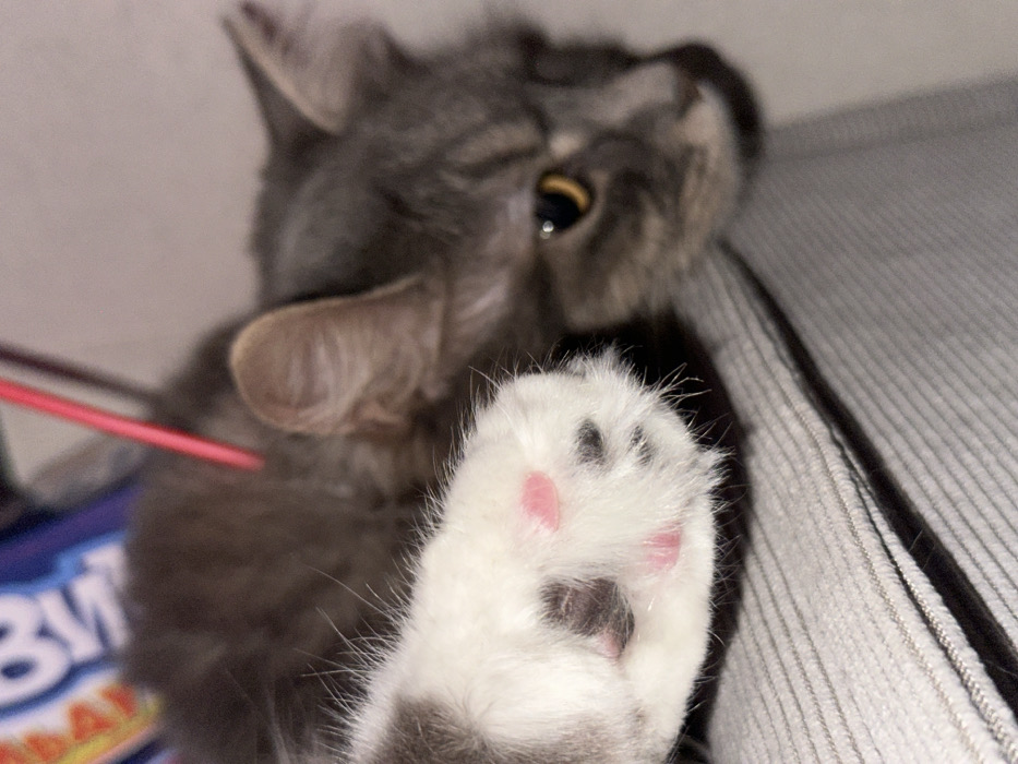 Podolsk resident captures evening moments with sleeping gray tabby cat