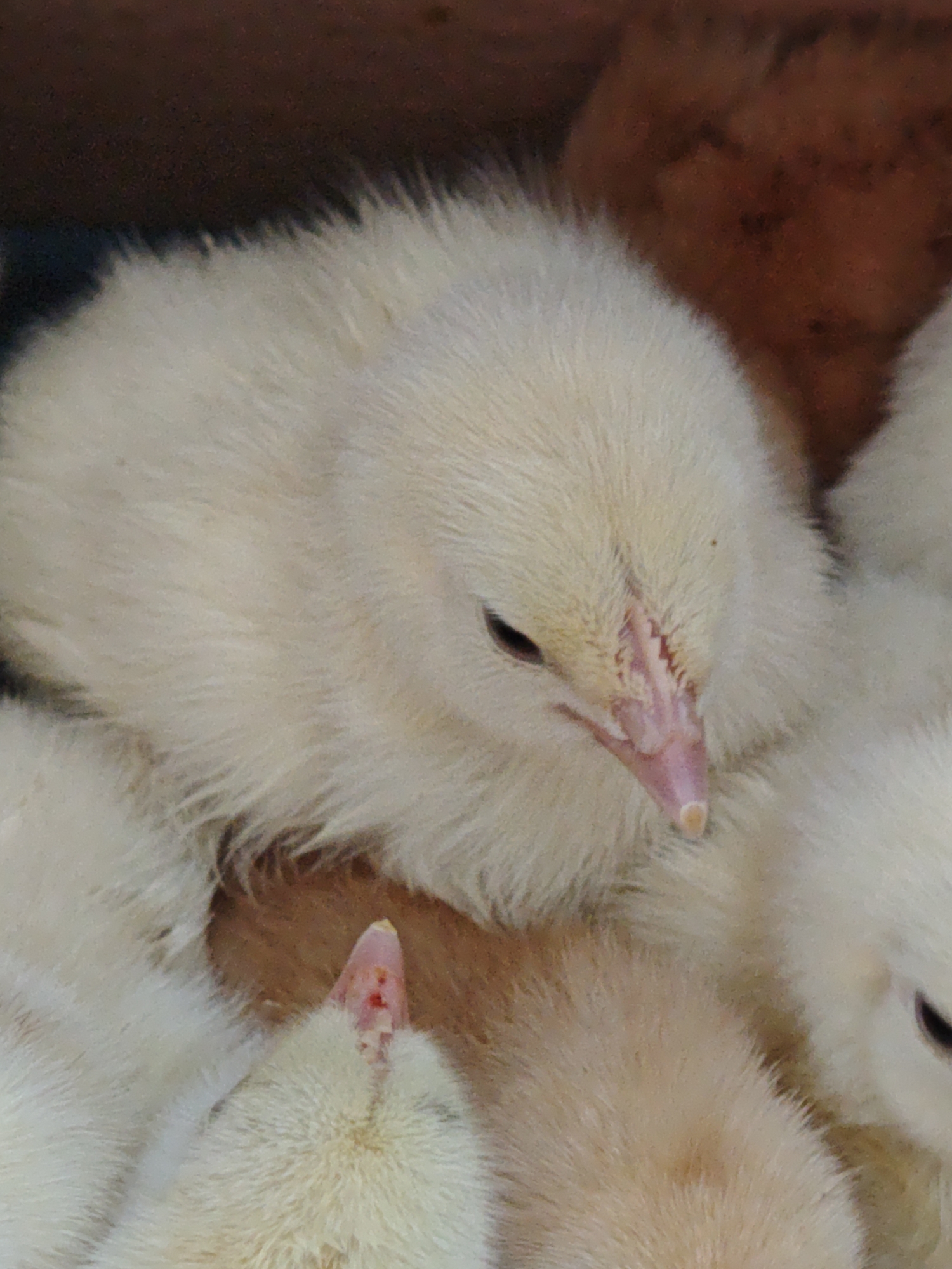 Baby chicks hatch in Ukrainian village