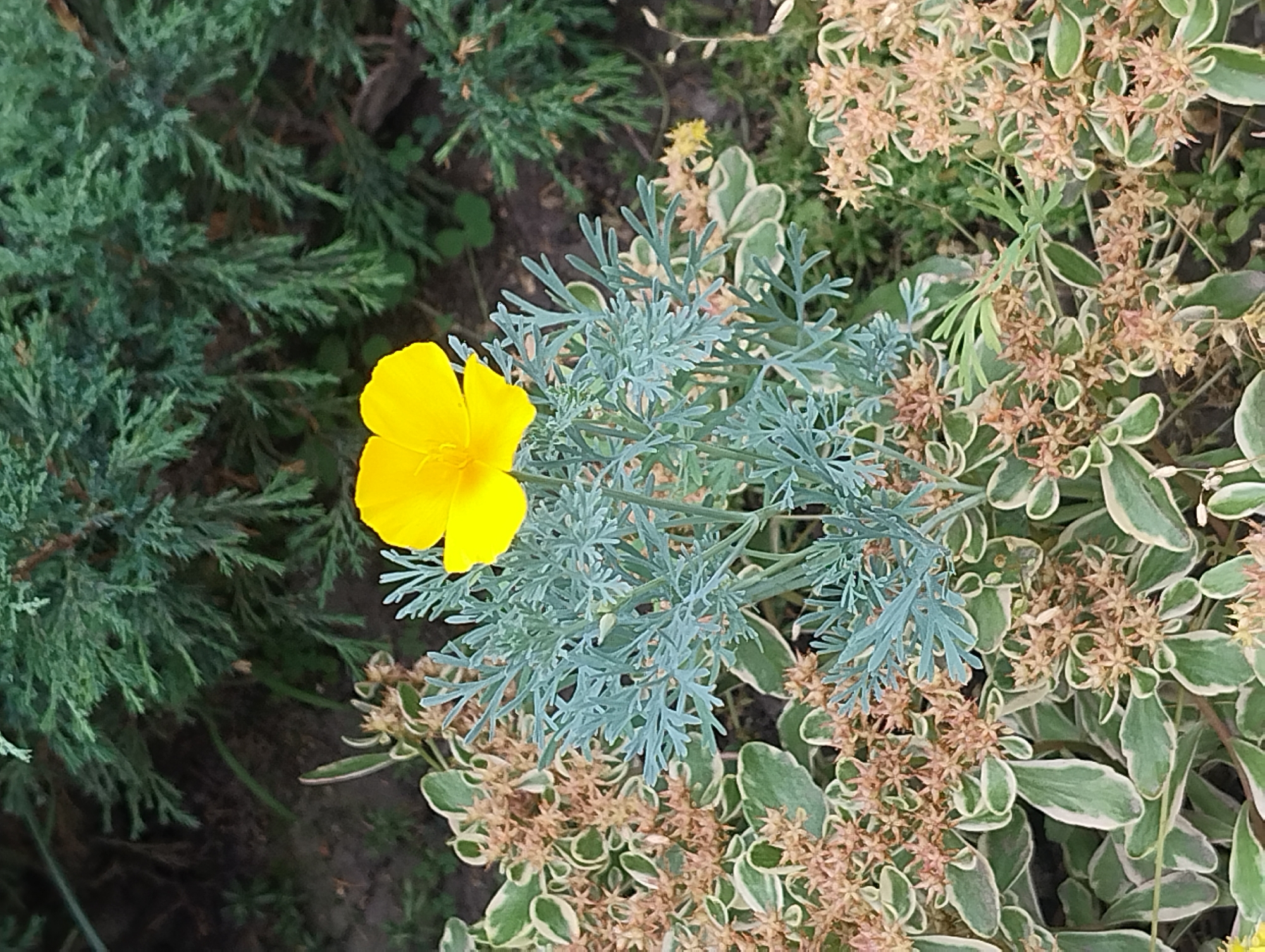 Bees, butterflies, and blooms in a busy summer garden