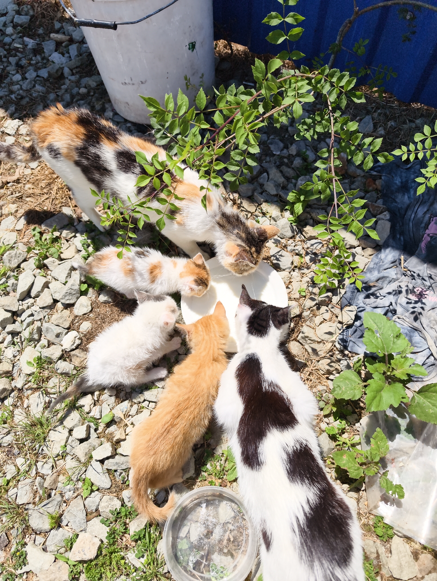 Cats and kittens gather for communal feeding in Chaika, Ukraine