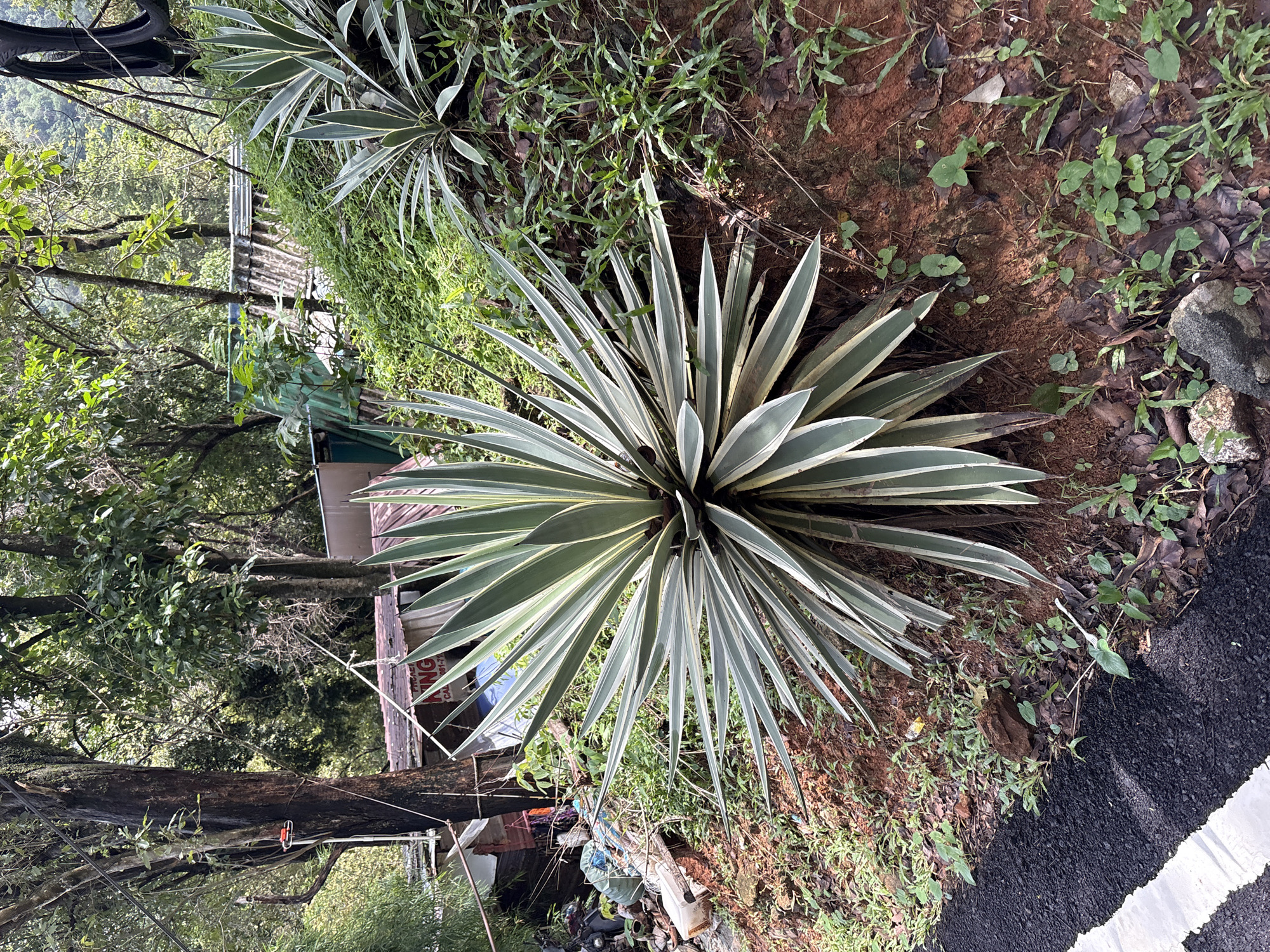 Morning walk through tropical Karon captures local flora and life