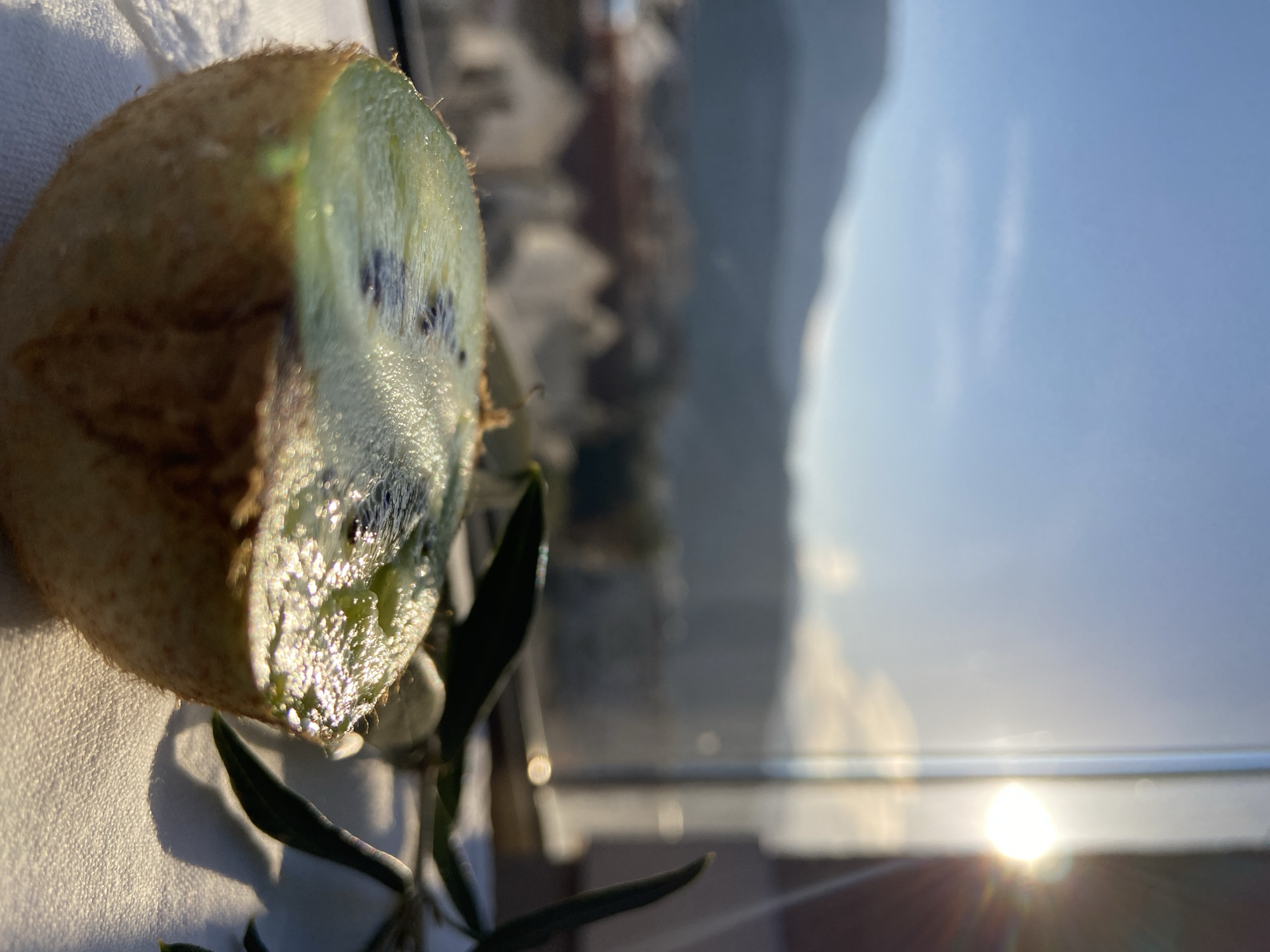 Dawn still-life photography session captures kiwi fruits in Budva
