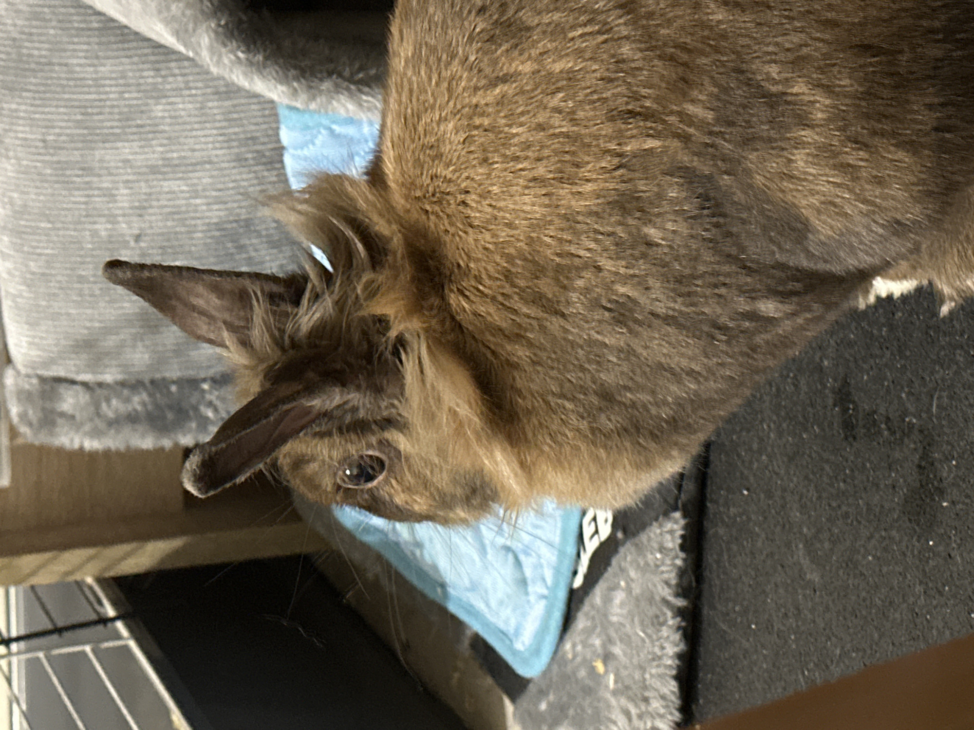 Pet rabbit photographed on cat tree in Sofia home