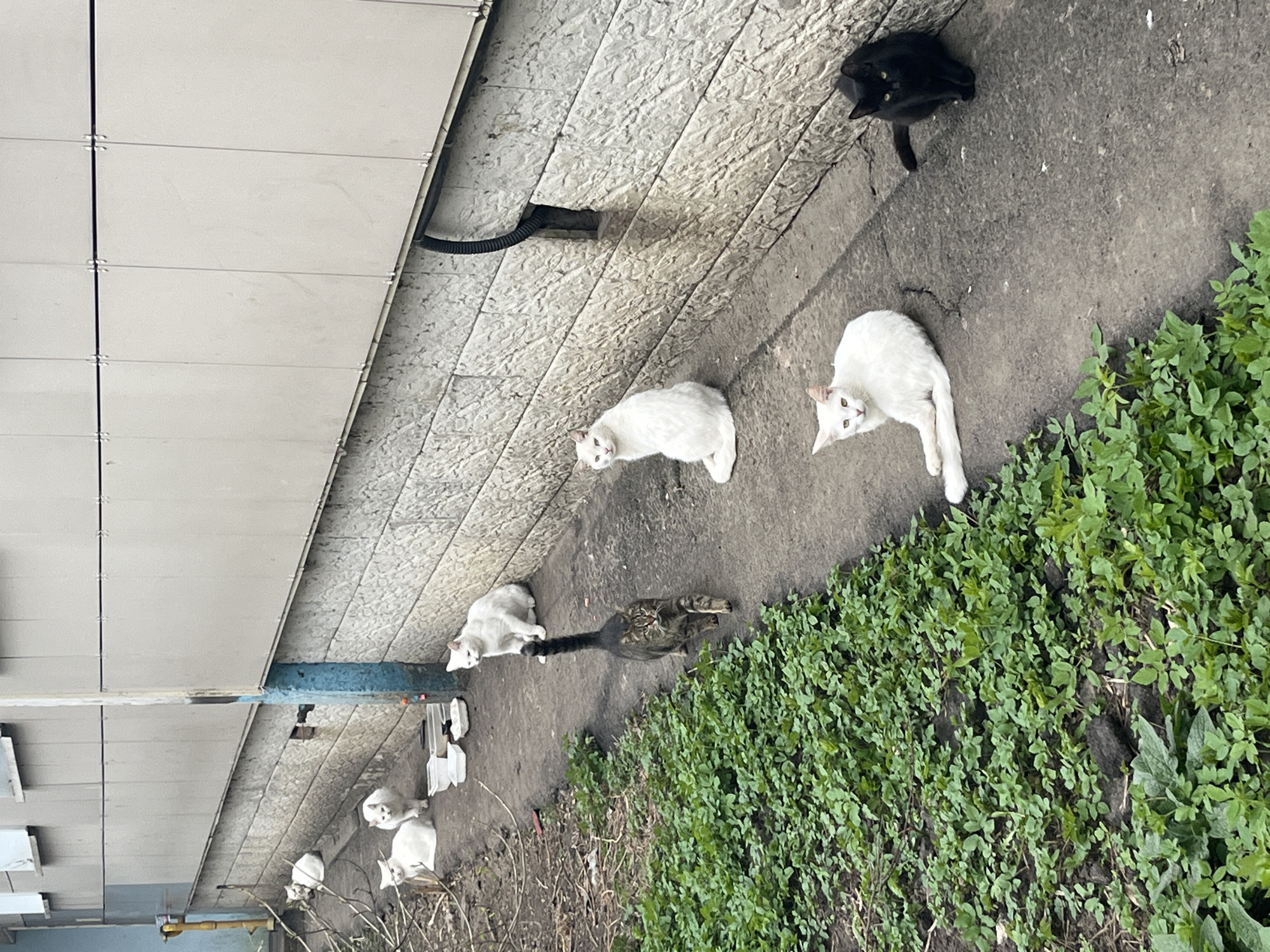 Cats and ducks gather along building walkway in Klin